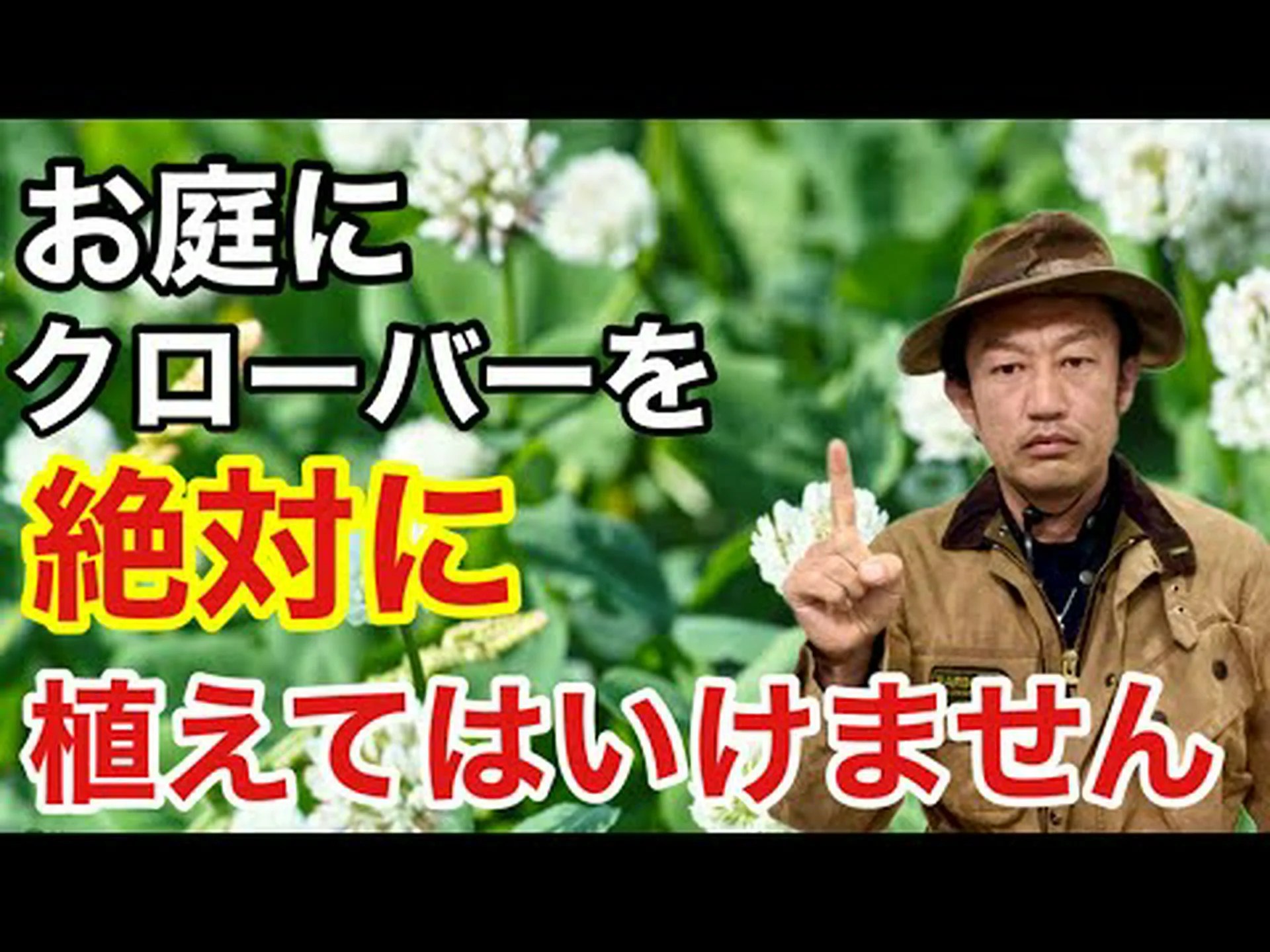 鉢植えで育てる偽クローバー 鉢植えで育てる偽クローバー