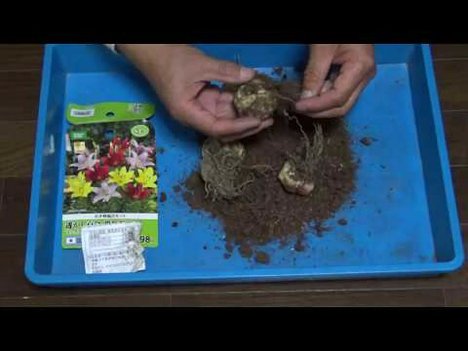 ユリの挿し木 ユリの挿し木