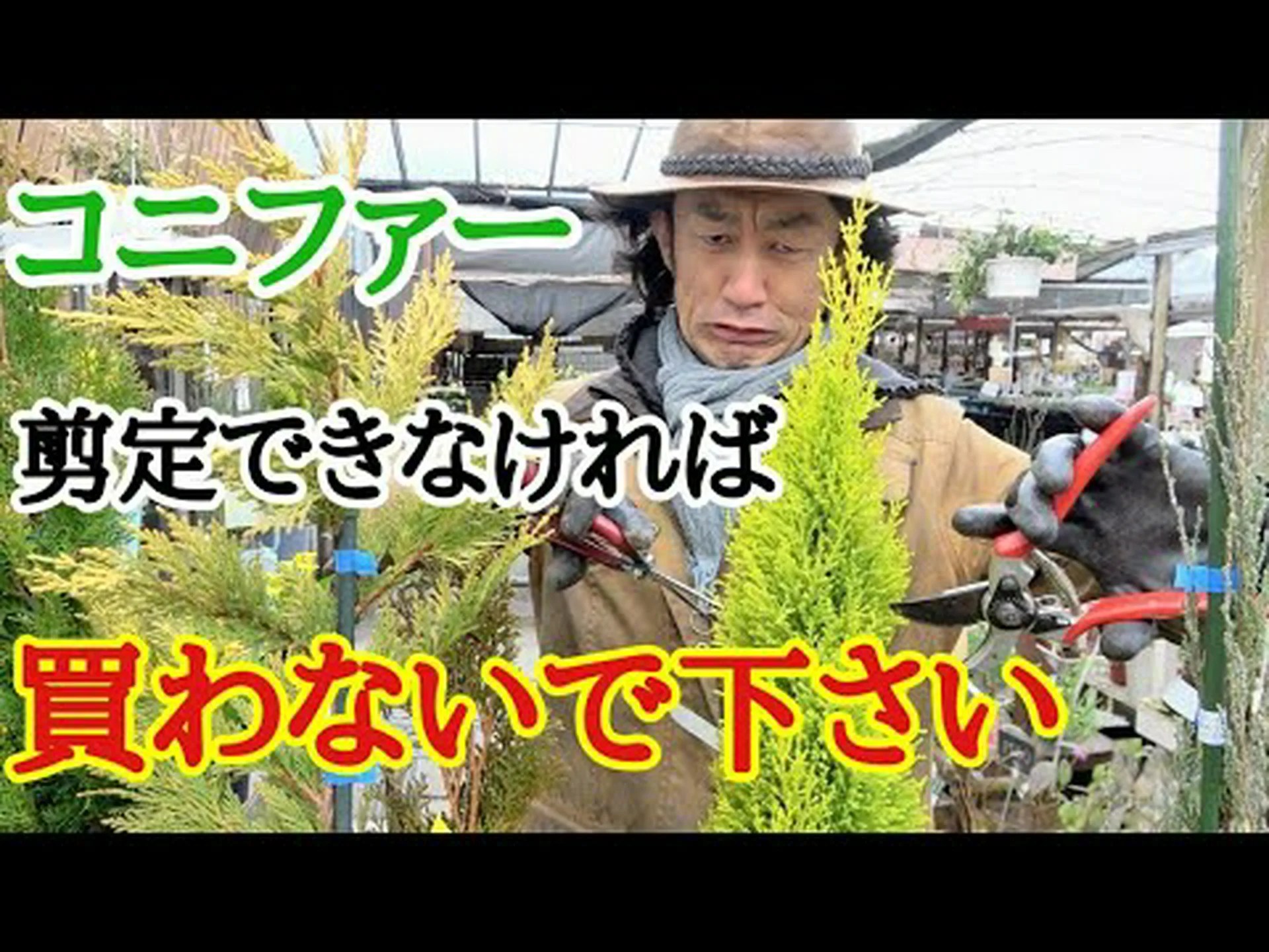 ノーブルファー、ブルーファー ノーブルファー、ブルーファー