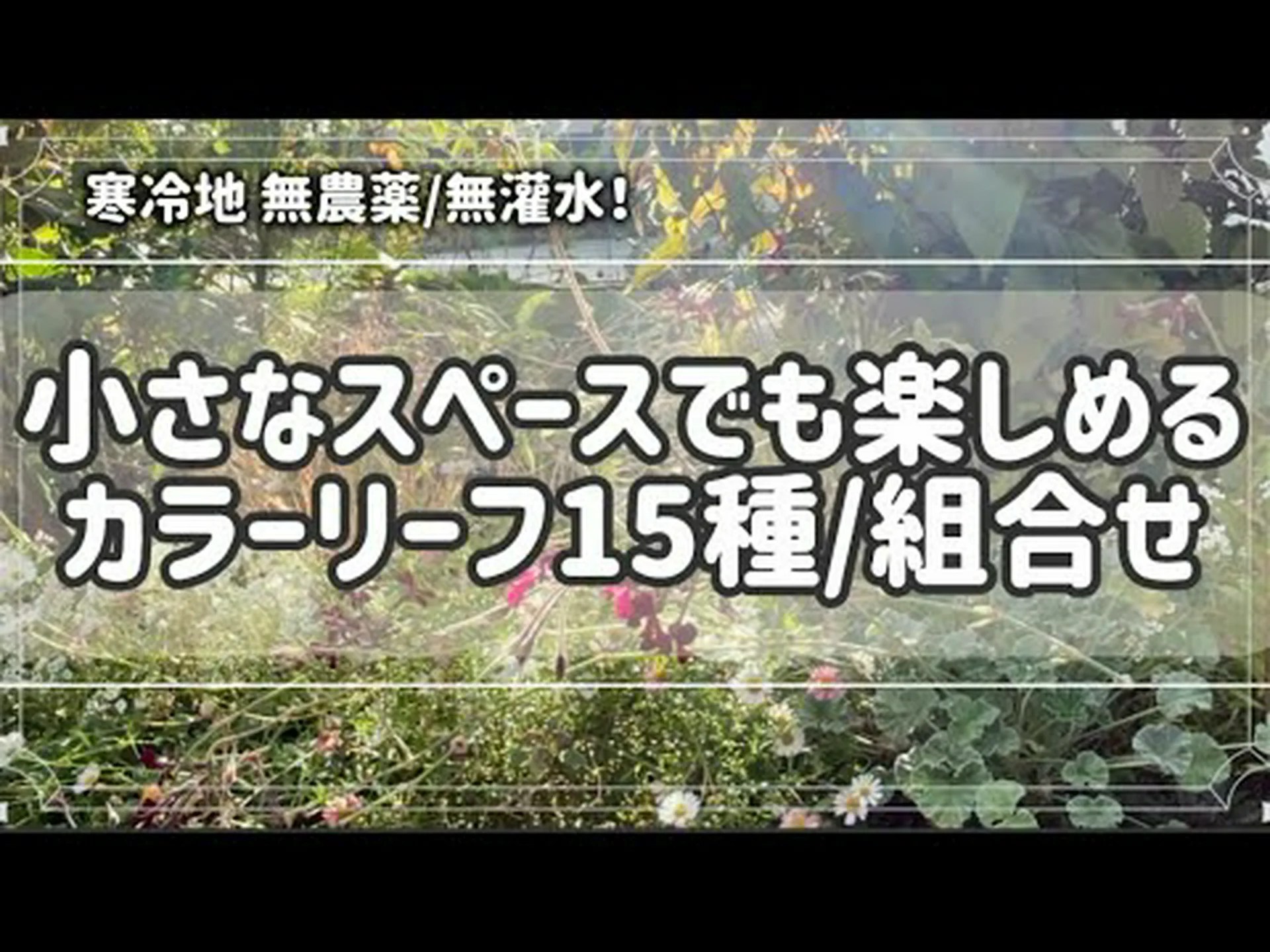 ウィンターグリーン、カナディアンティー、アリシエ ウィンターグリーン、カナディアンティー、アリシエ