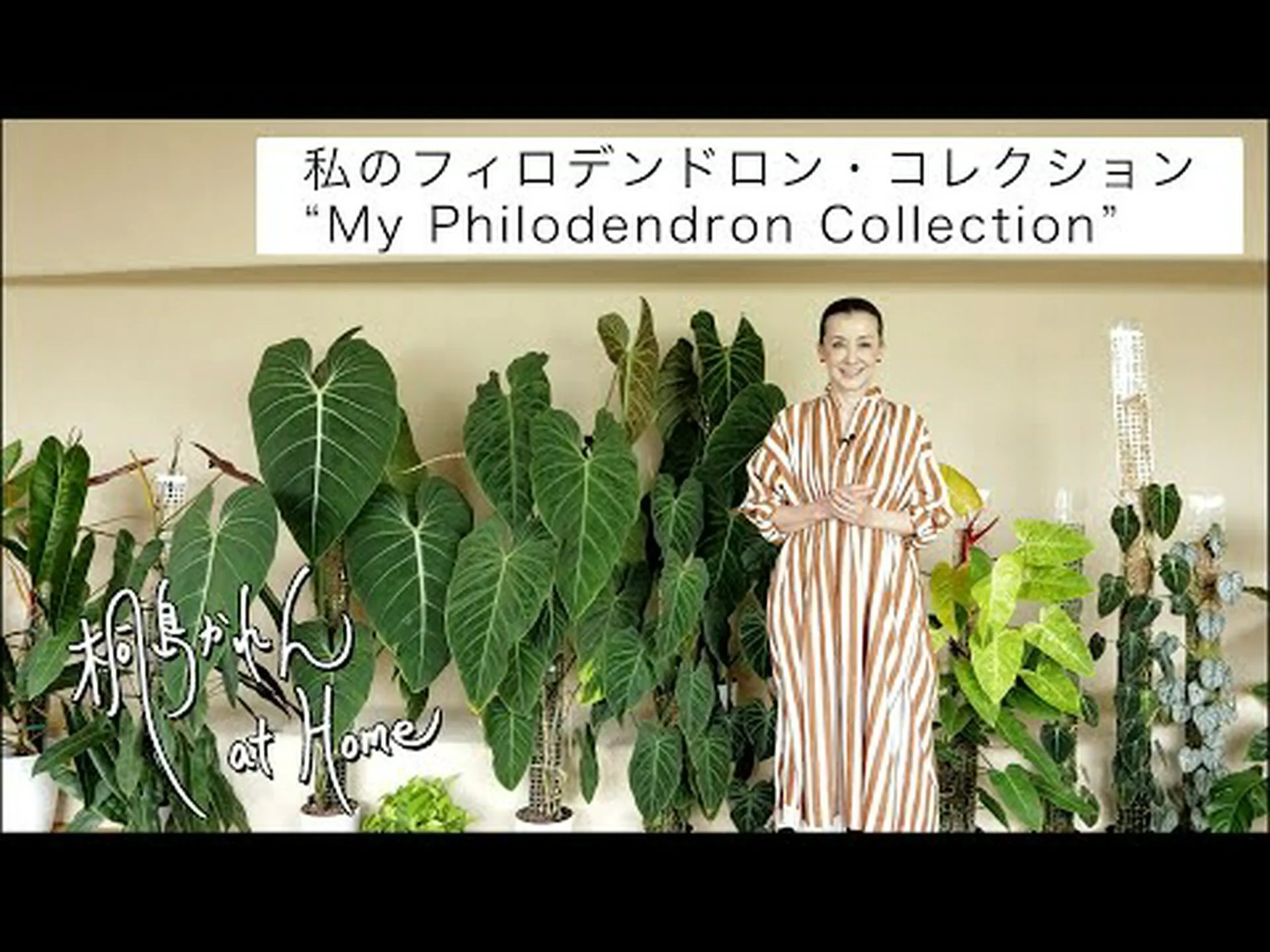 登るフィロデンドロン、ハートリーフフィロデンドロン 登るフィロデンドロン、ハートリーフフィロデンドロン