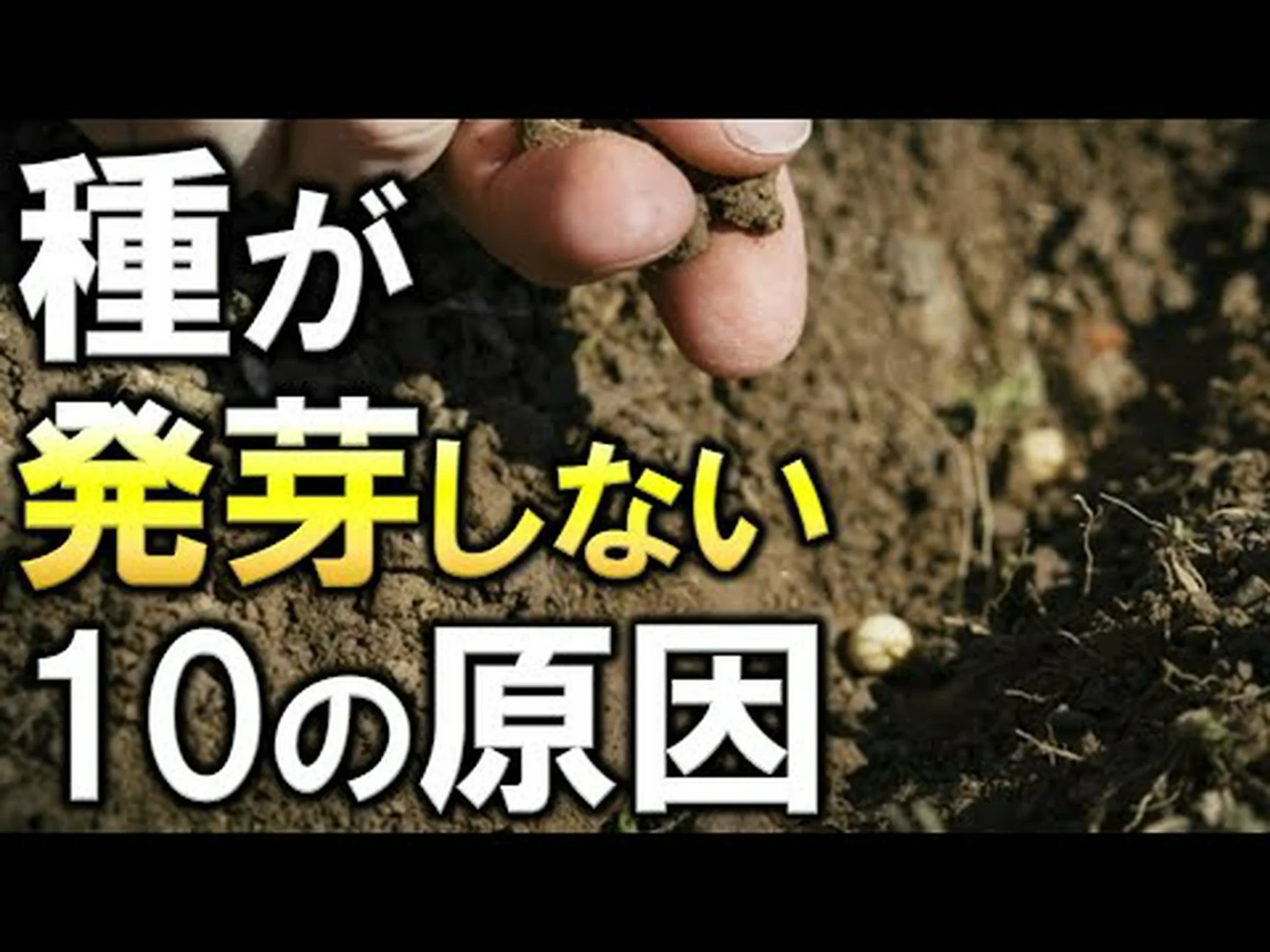 種まきを成功させるための 10 のヒント 種まきを成功させるための 10 のヒント
