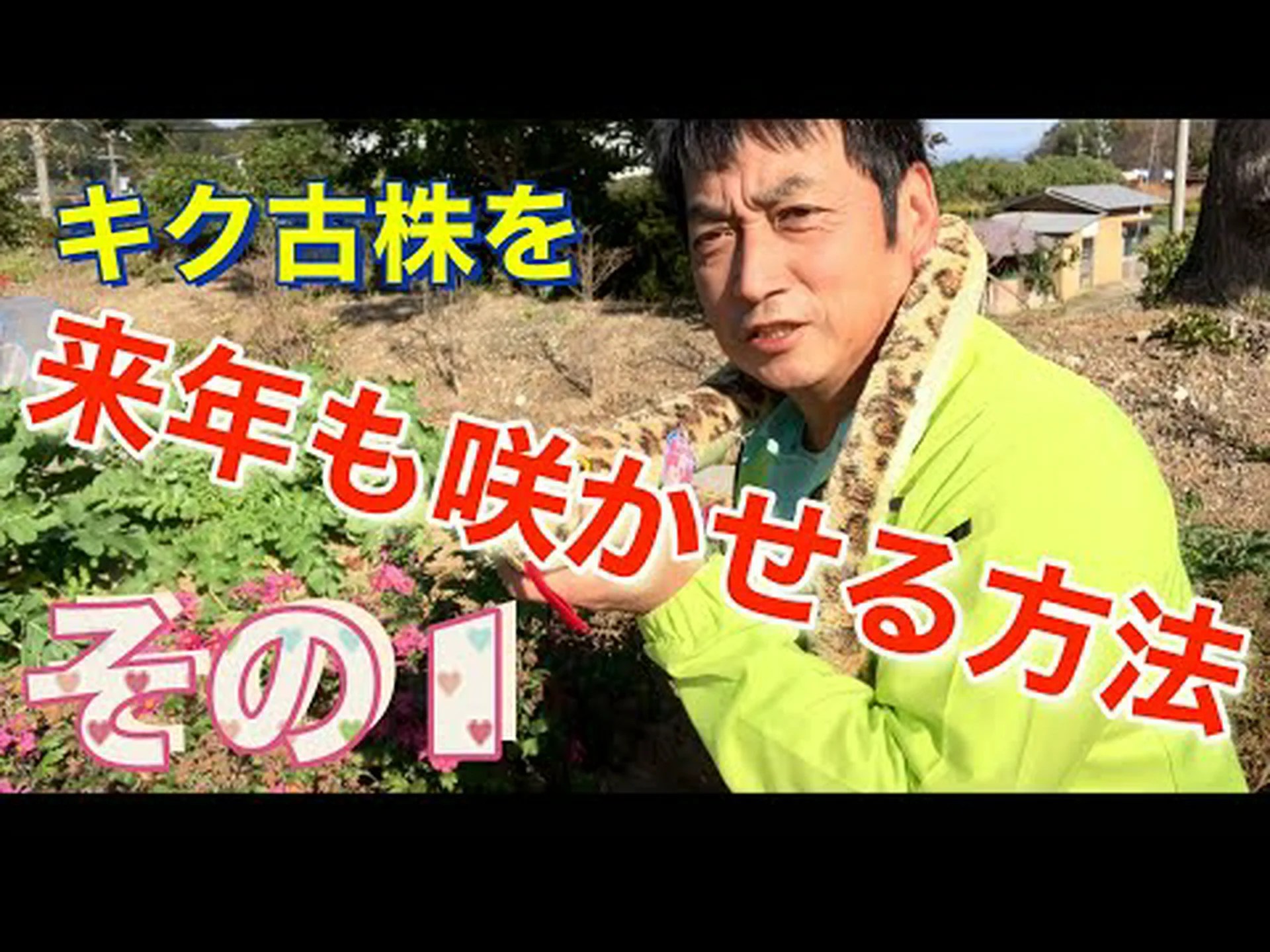 菊の栽培と手入れ 菊の栽培と手入れ