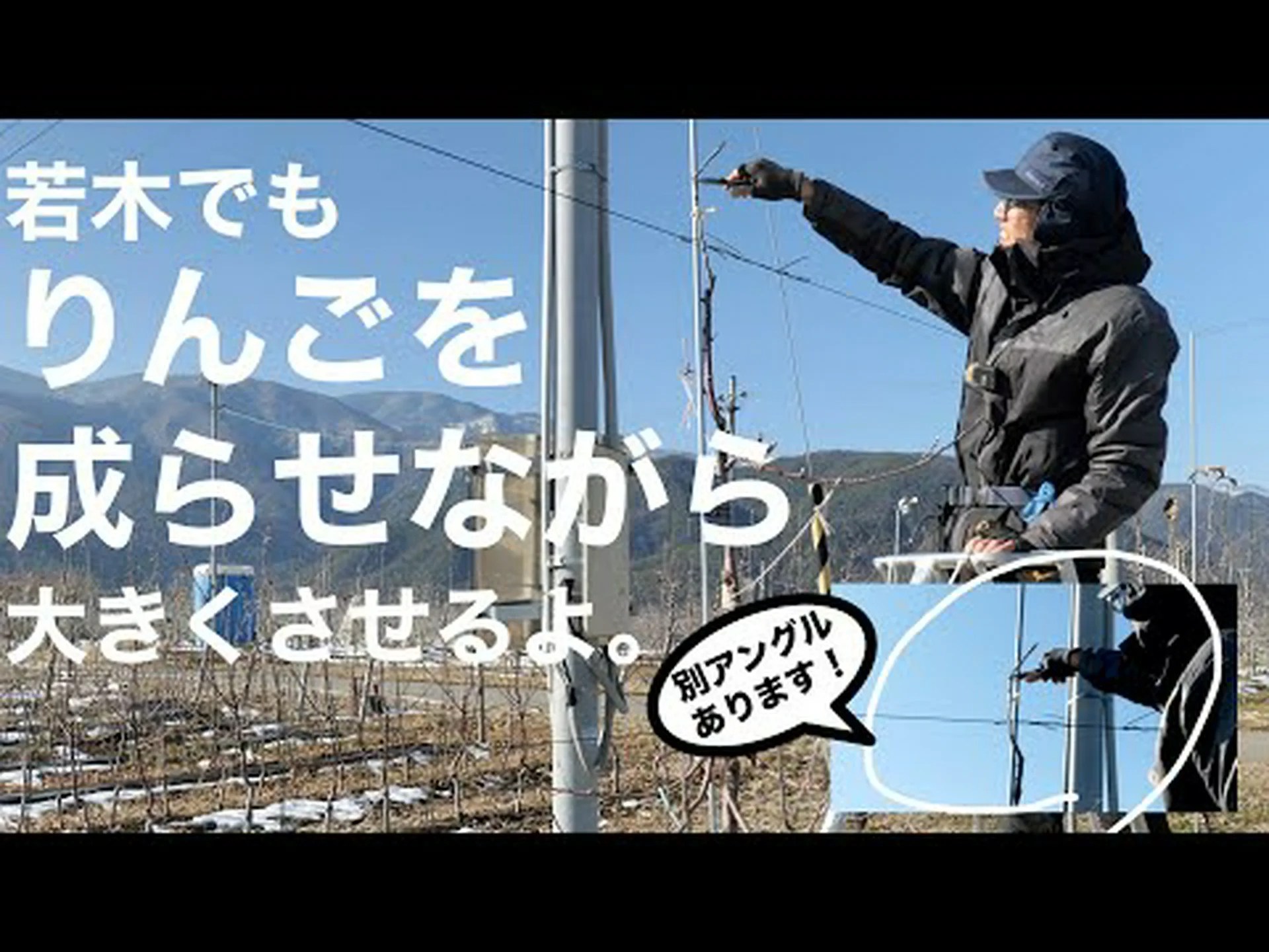 リンゴと梨の木のトリジェンマ剪定 リンゴと梨の木のトリジェンマ剪定