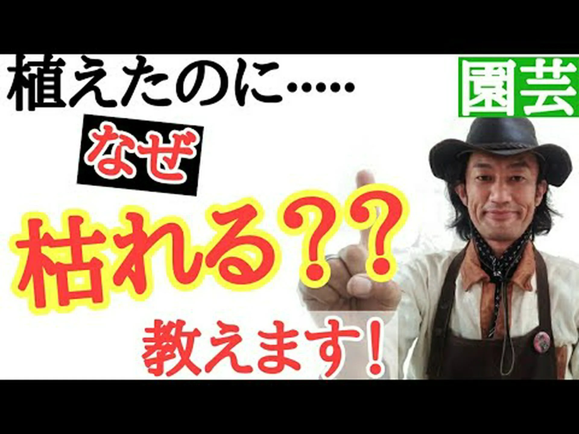 敏感な植物 敏感な植物