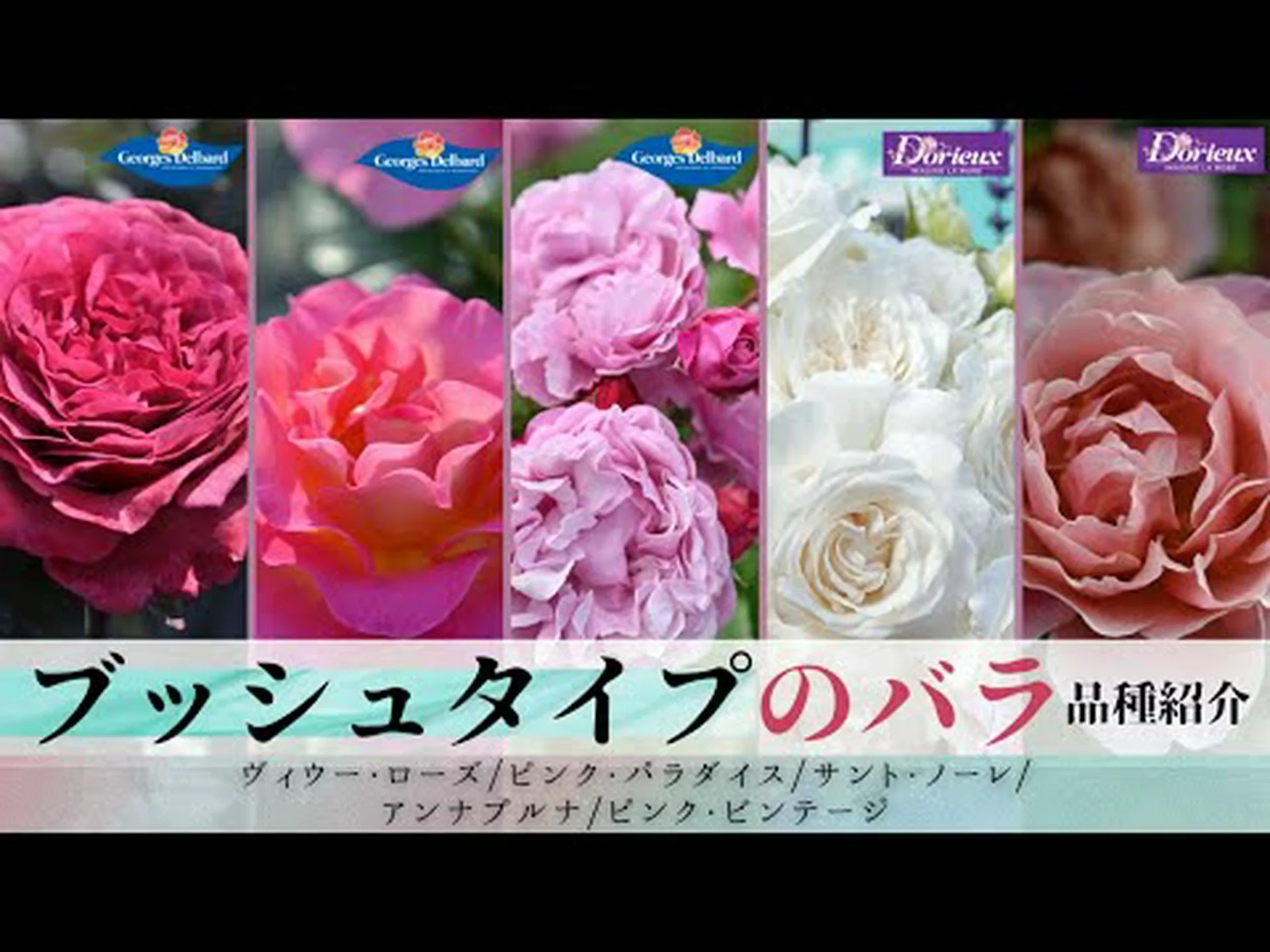 フレンチローズブッシュ フレンチローズブッシュ