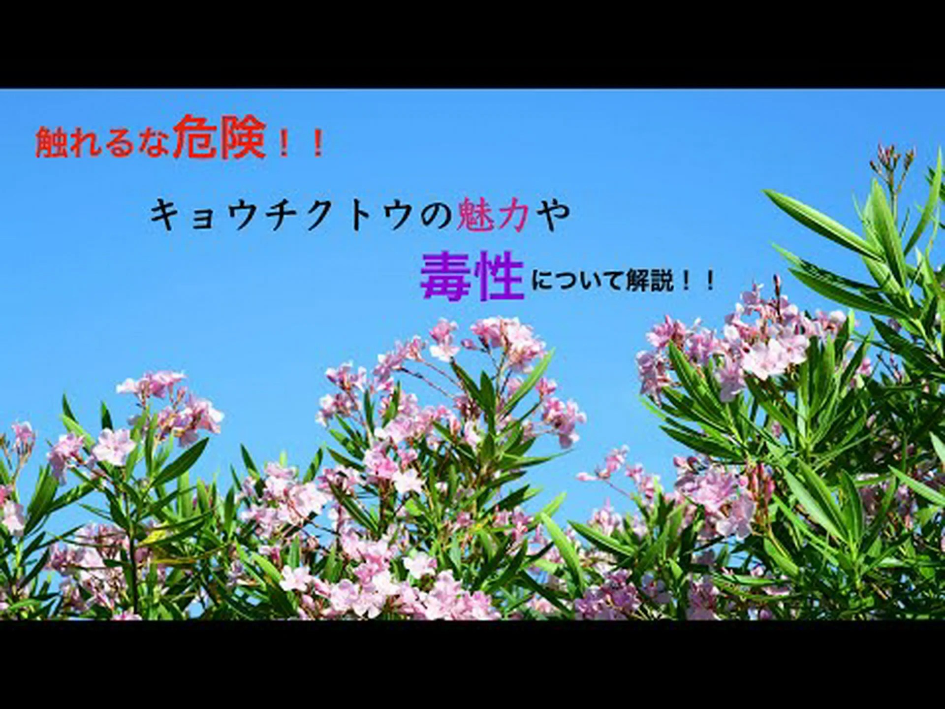 キョウチクトウの挿し木 キョウチクトウの挿し木