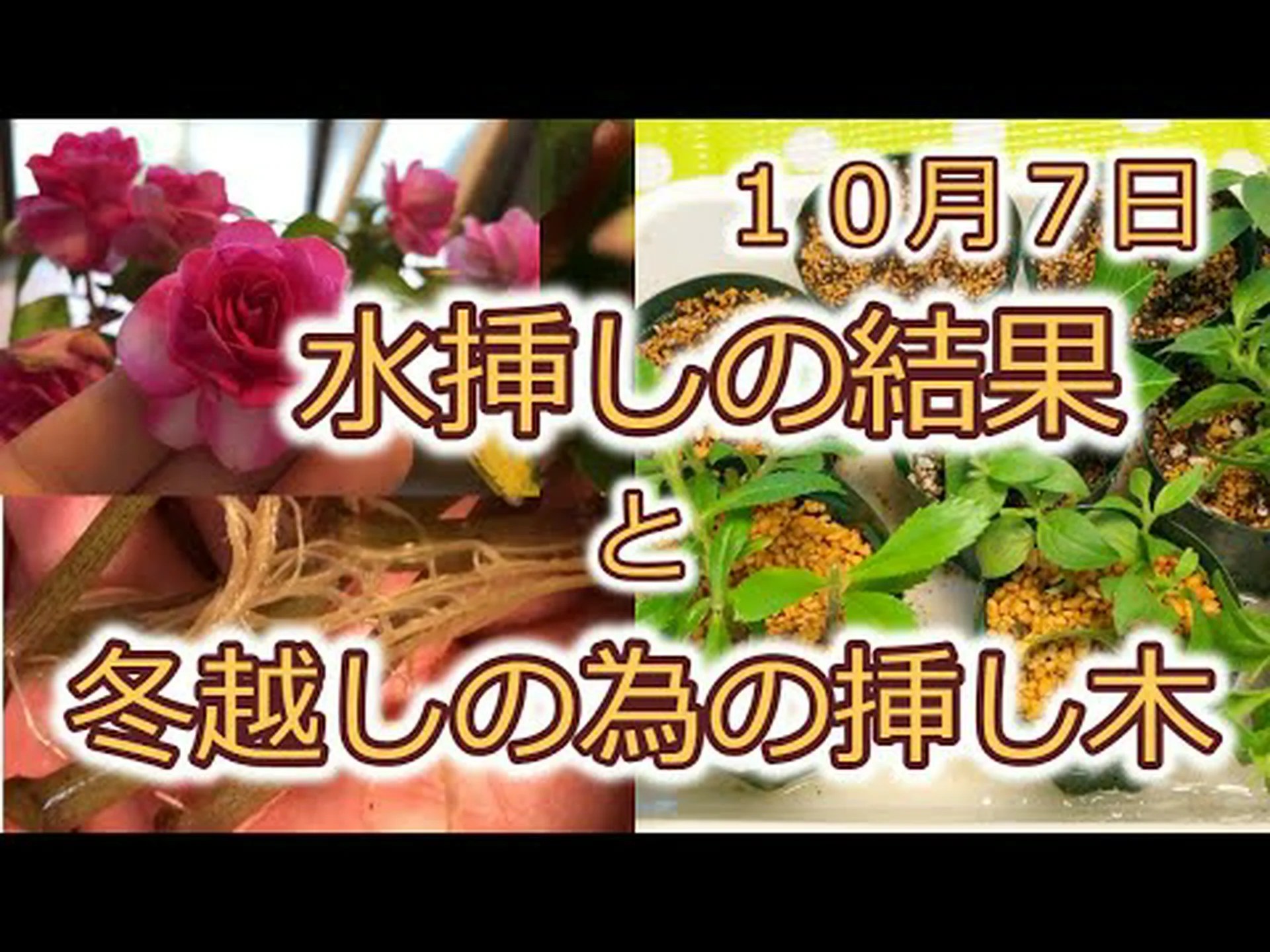 冬に挿し木する植物はどれですか? 冬に挿し木する植物はどれですか?