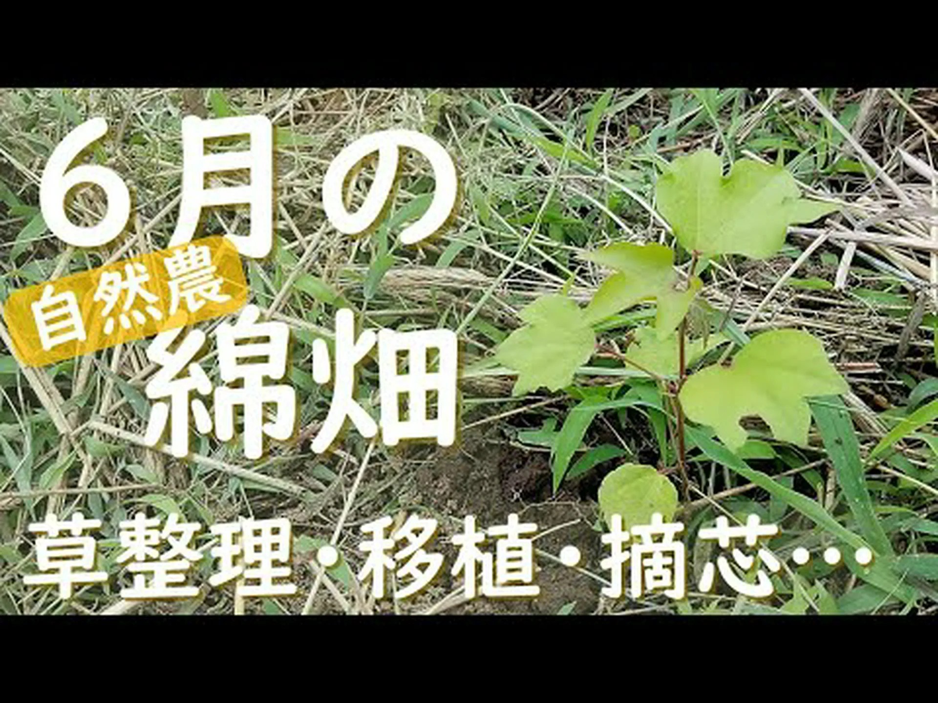 ワタ草、ワタ草、綿花 ワタ草、ワタ草、綿花
