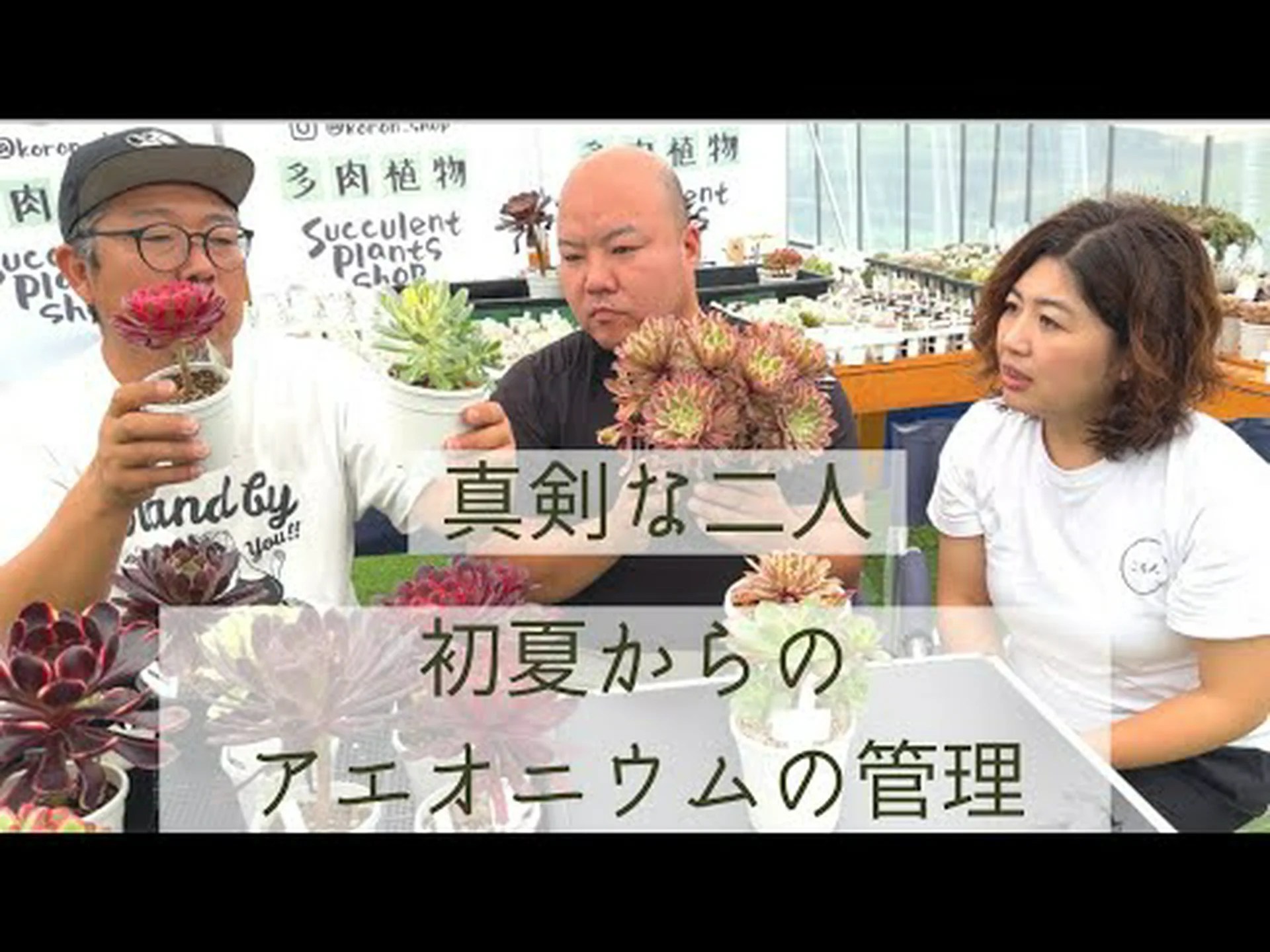 木のアエオニウム、木のキャベツ 木のアエオニウム、木のキャベツ