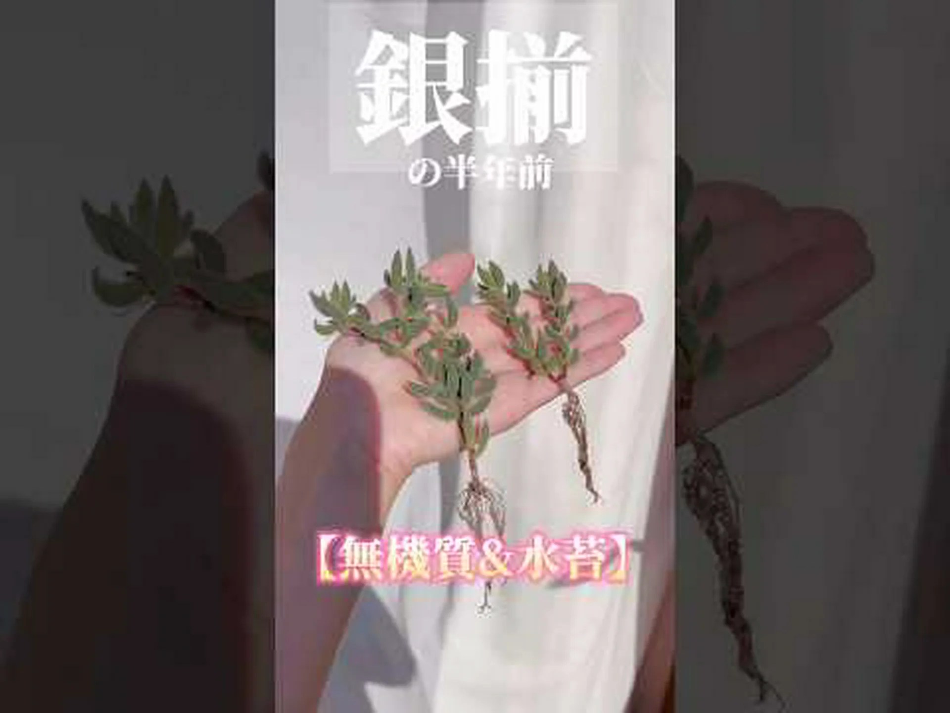 生きた植物の苔の絨毯 生きた植物の苔の絨毯