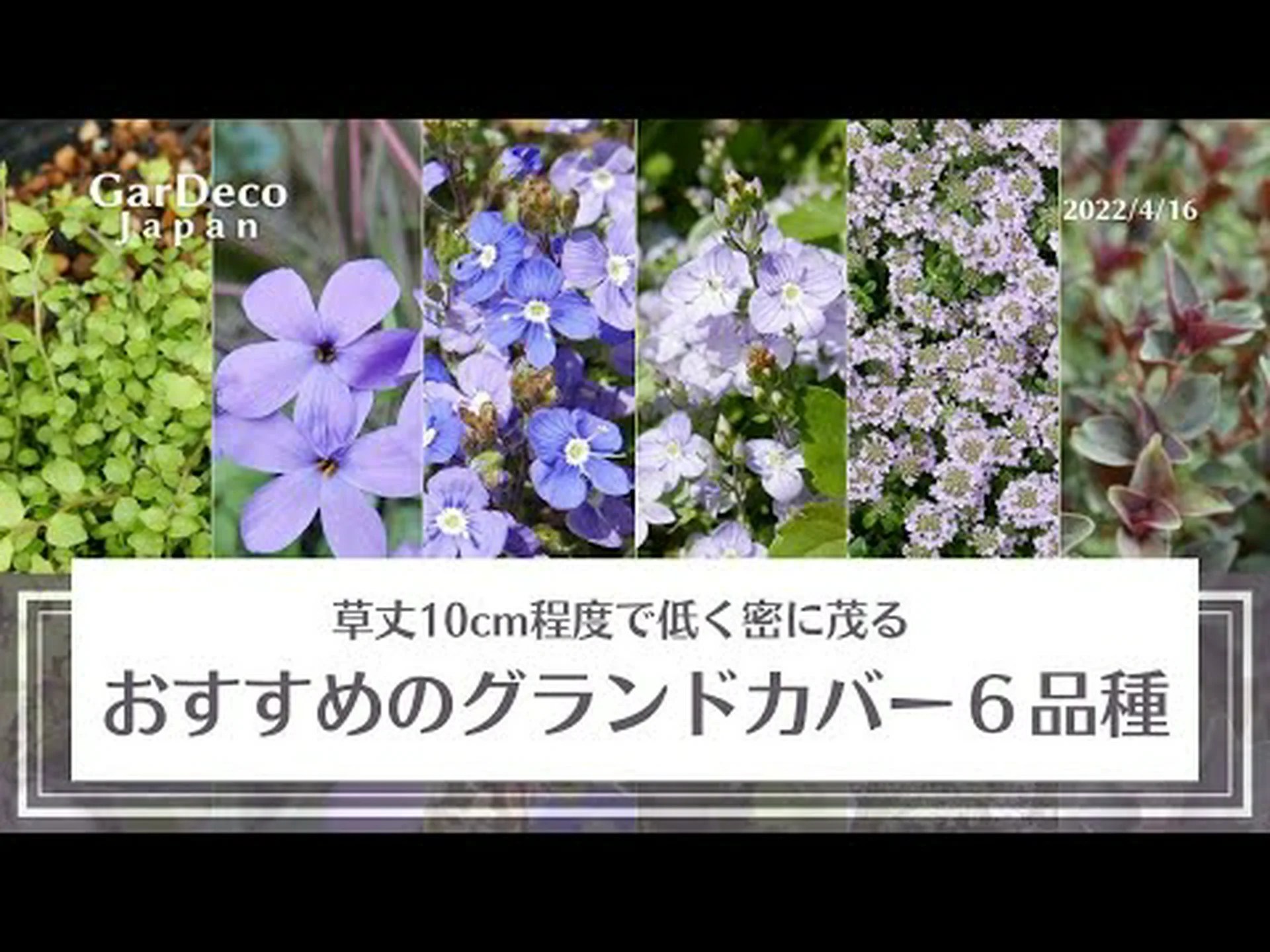 グランドカバー グランドカバー