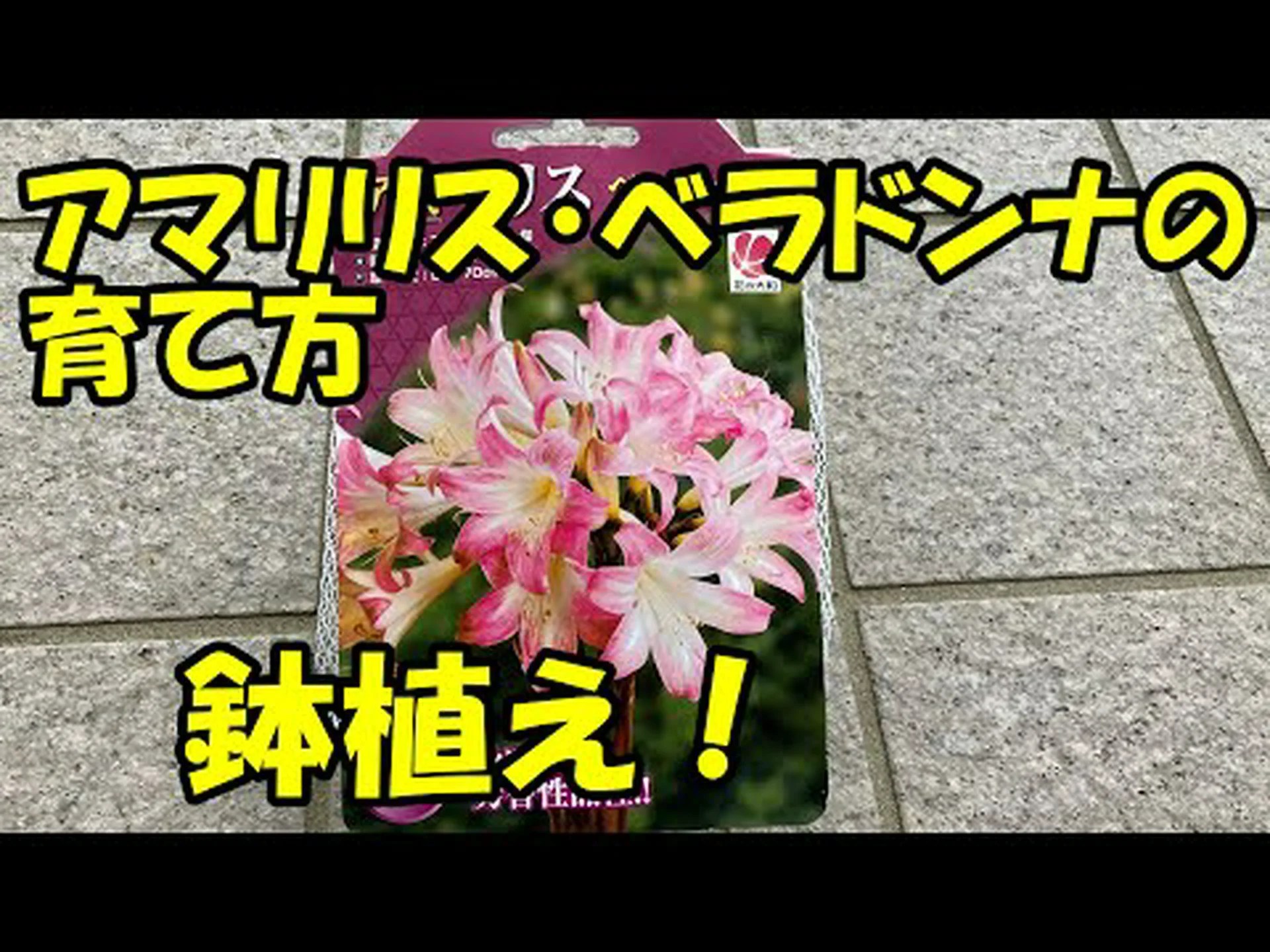 アマリリス ベラドンナ アマリリス ベラドンナ