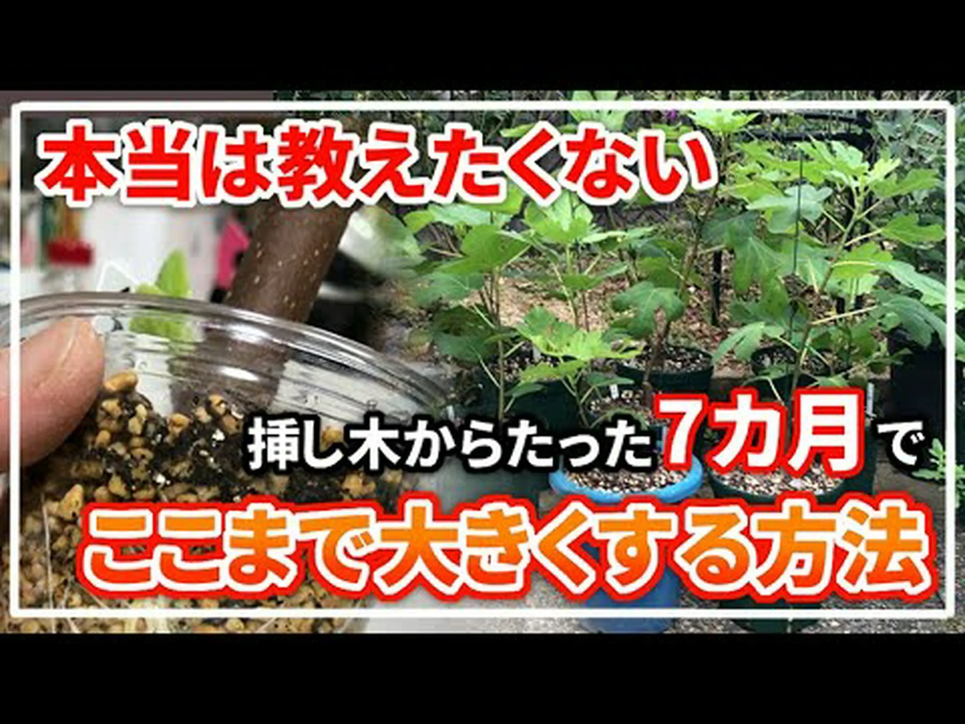 イチジクの木に関するよくある質問 イチジクの木に関するよくある質問