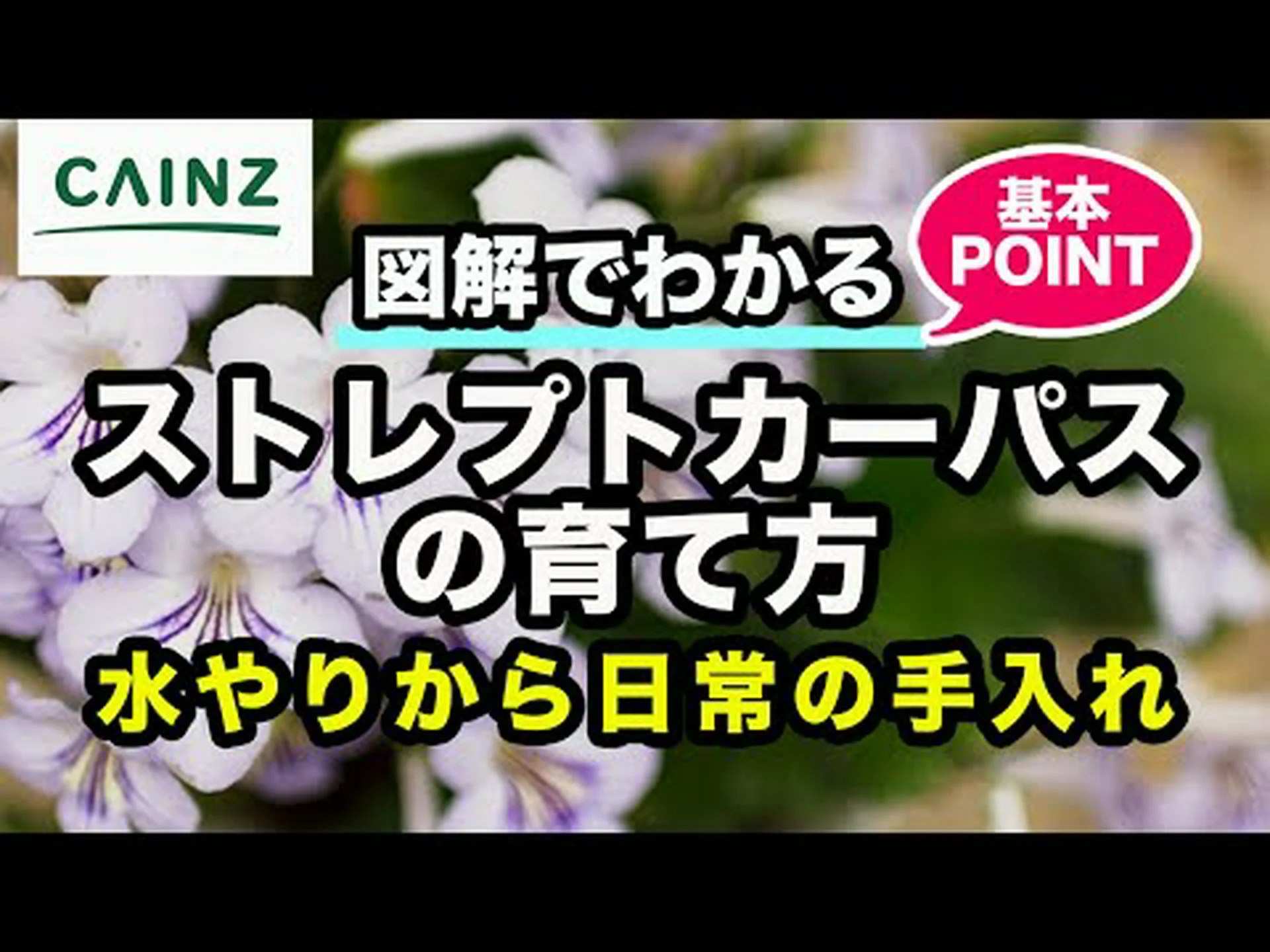 ハイブリッドストレプトカーパス、ケーププリムローズ、ゾウの耳 ハイブリッドストレプトカーパス、ケーププリムローズ、ゾウの耳