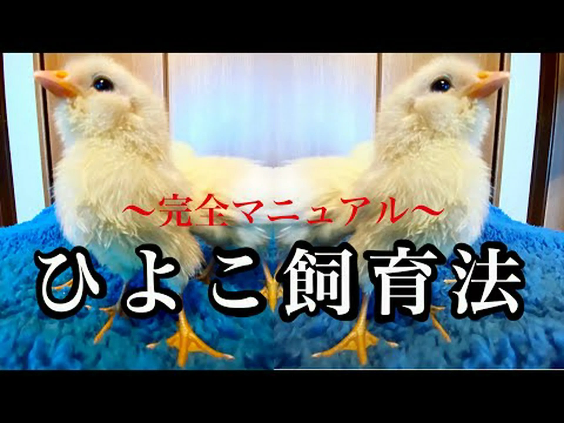 ひよこを入手するにはどうすればよいですか? ひよこを入手するにはどうすればよいですか?