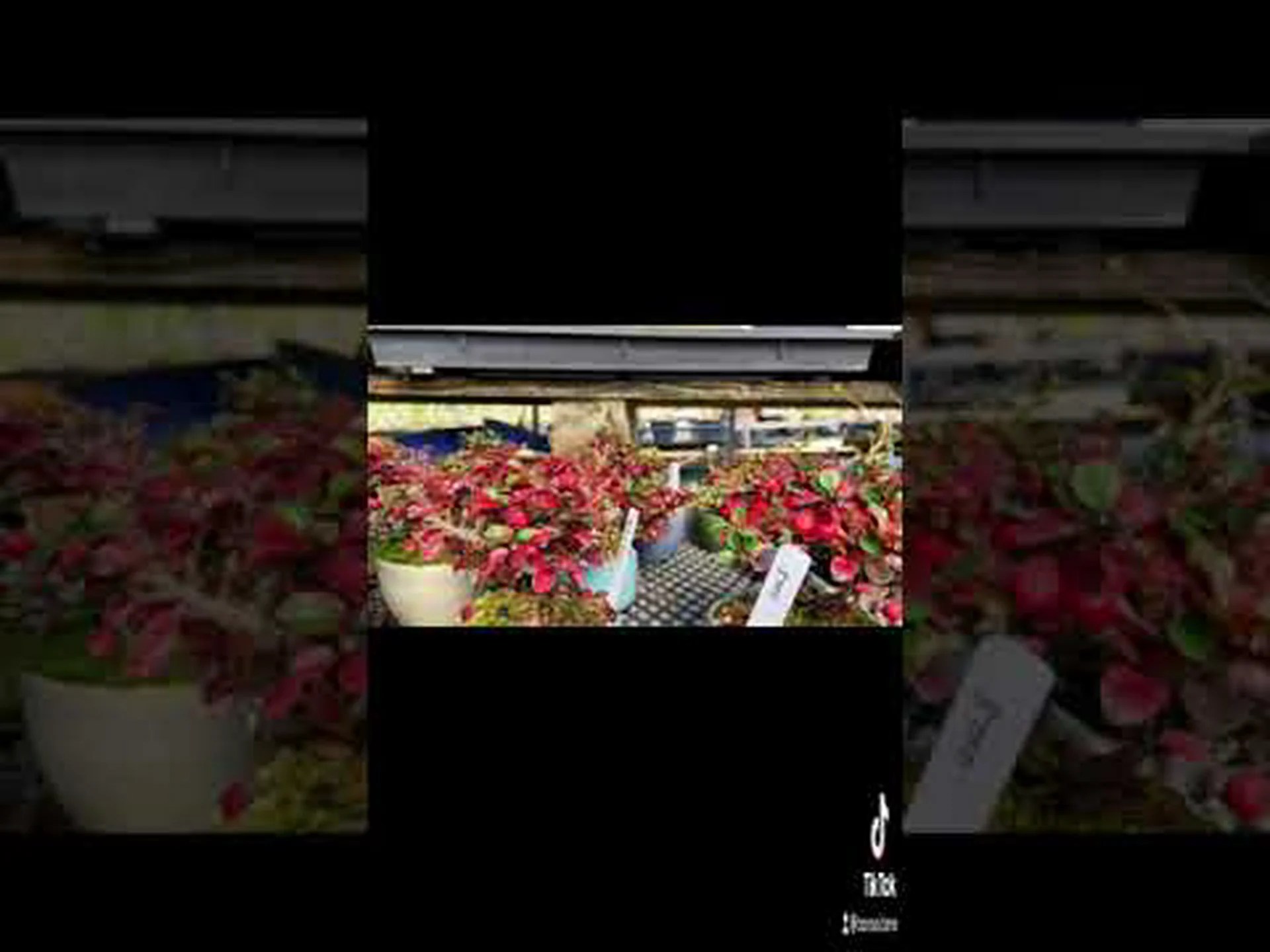 風景のミニチュア「盆景」 風景のミニチュア「盆景」