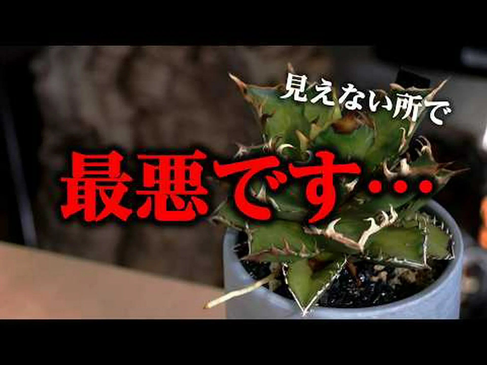 ブルーアザミ、アズールボール ブルーアザミ、アズールボール