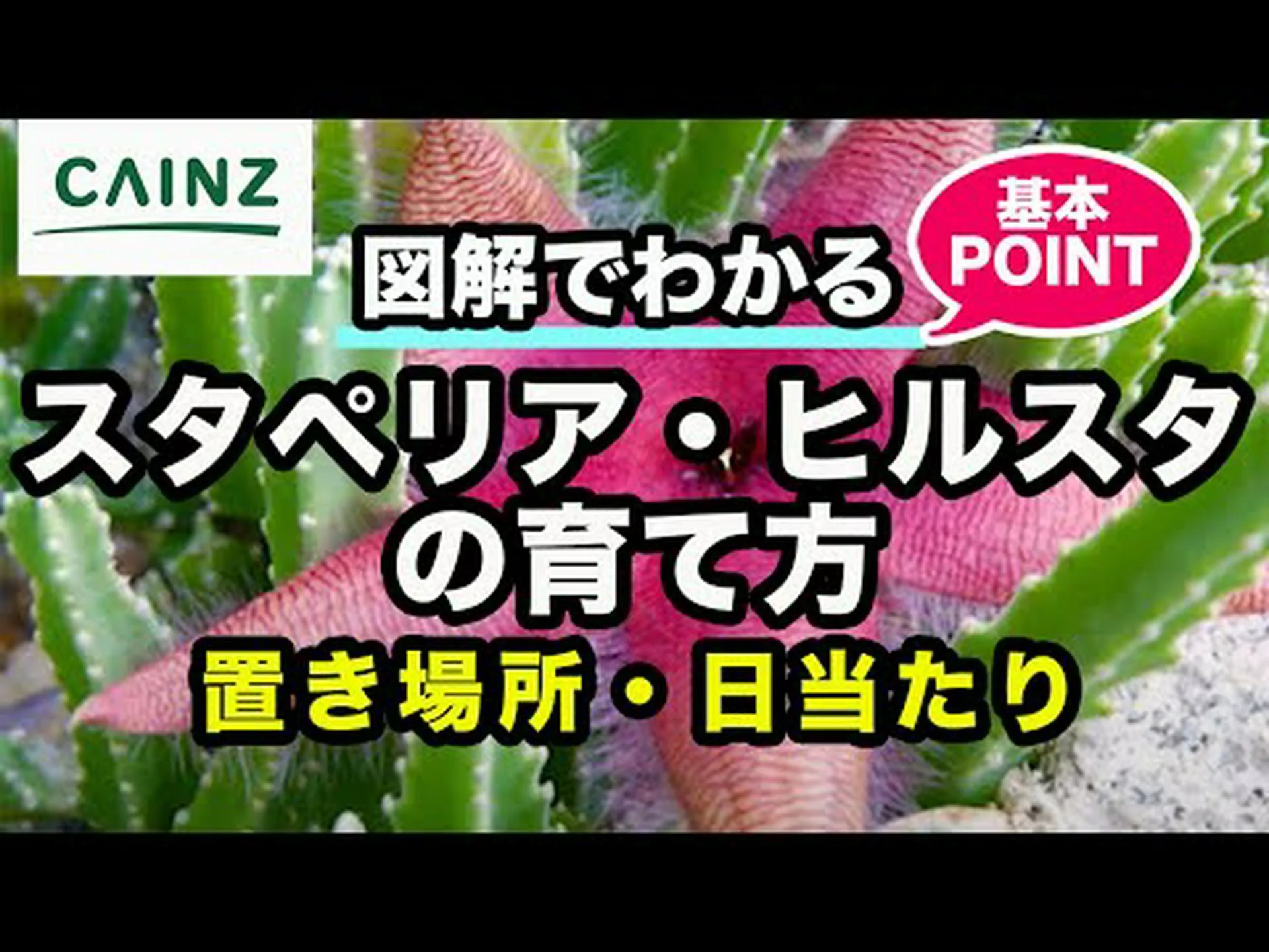 スタペリア形のセロペギア スタペリア形のセロペギア