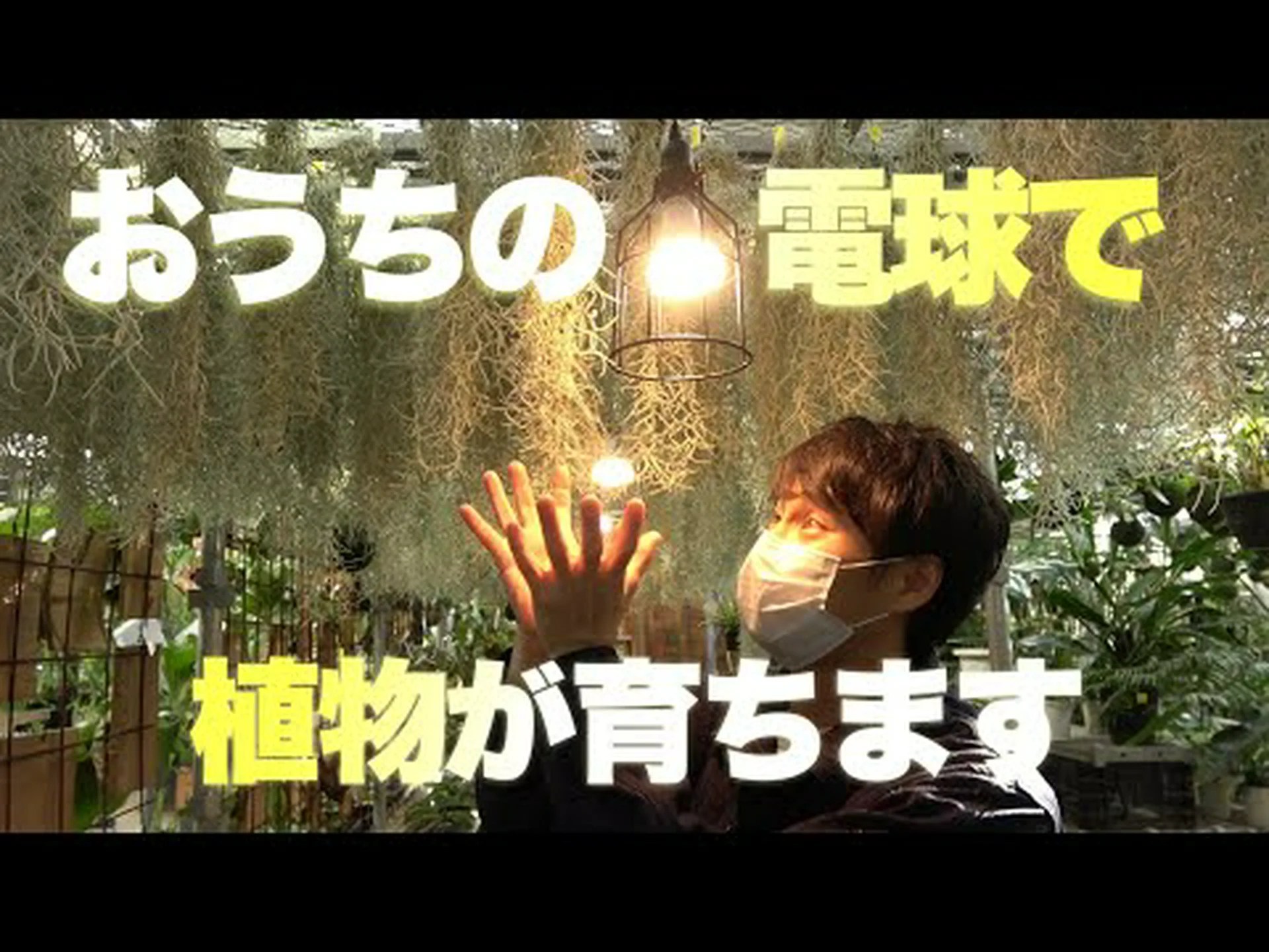 園芸用ランプのおかげで冬でも自宅でアロマを楽しむことができます 園芸用ランプのおかげで冬でも自宅でアロマを楽しむことができます