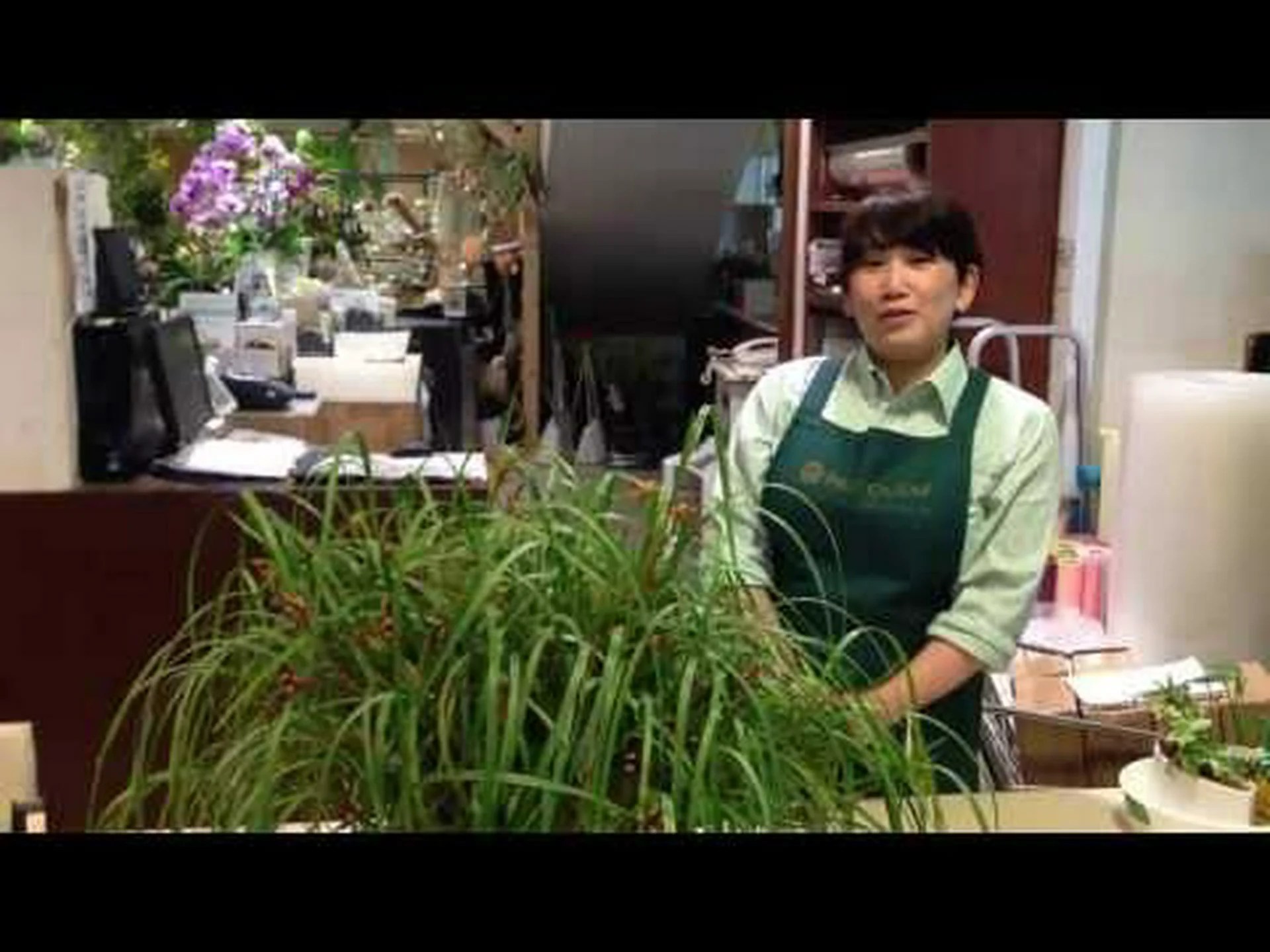 マキシラリア、コレクターの間で珍重される蘭 マキシラリア、コレクターの間で珍重される蘭