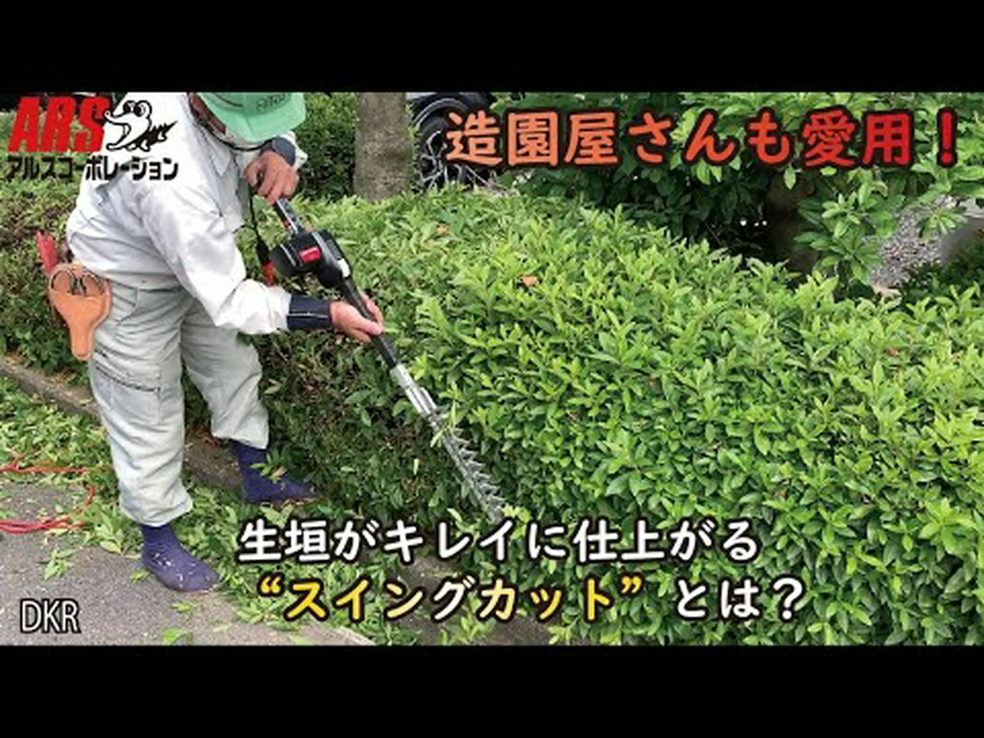 キャシー、私の多彩で花の生い茂る生け垣 キャシー、私の多彩で花の生い茂る生け垣