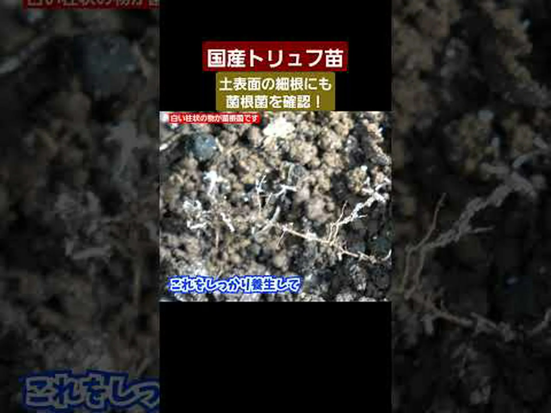 トリュフの収穫 トリュフの収穫