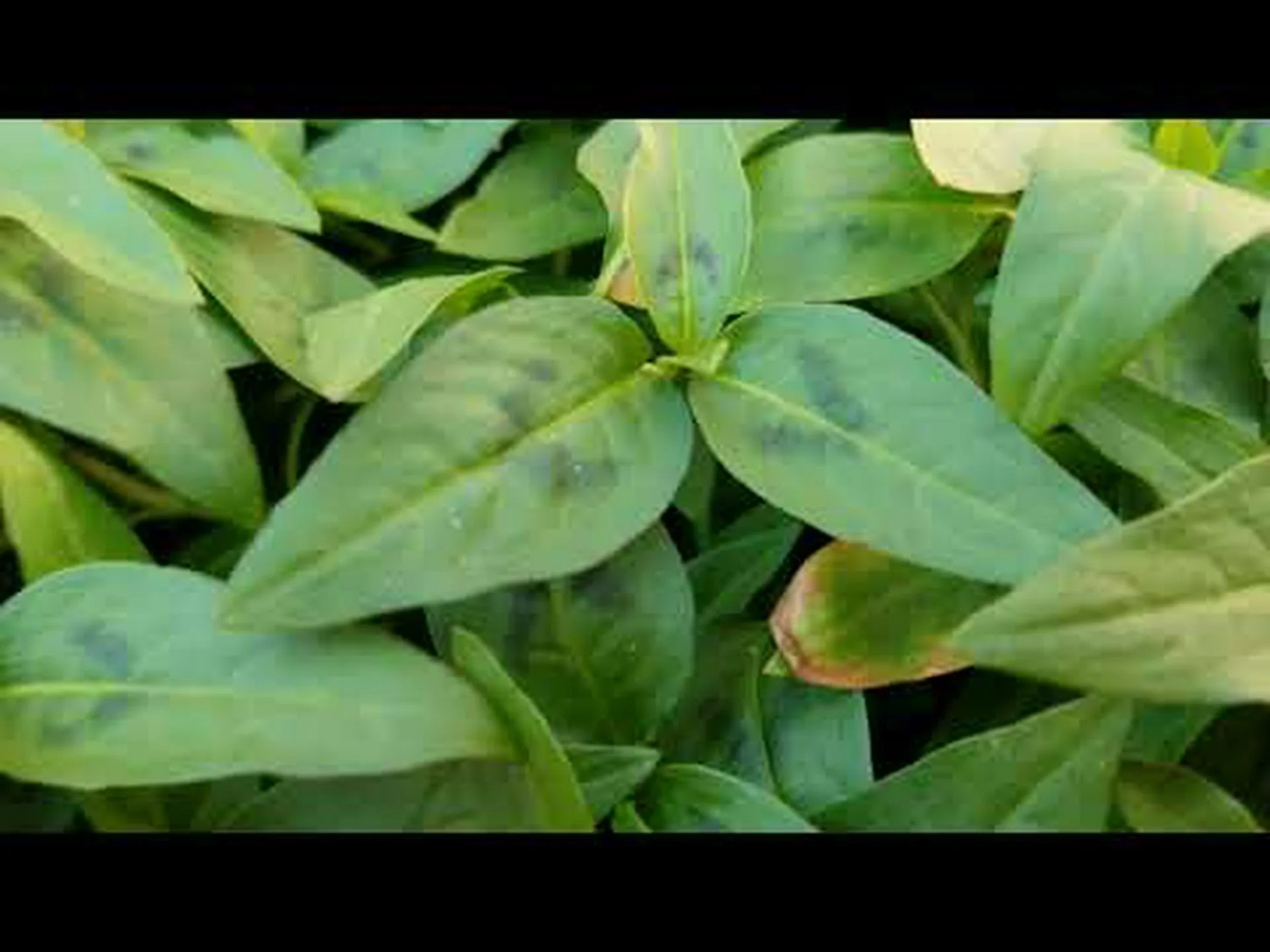 ベトナム産コリアンダー、中国バジル、ベトナム産ミント、ラウラム ベトナム産コリアンダー、中国バジル、ベトナム産ミント、ラウラム