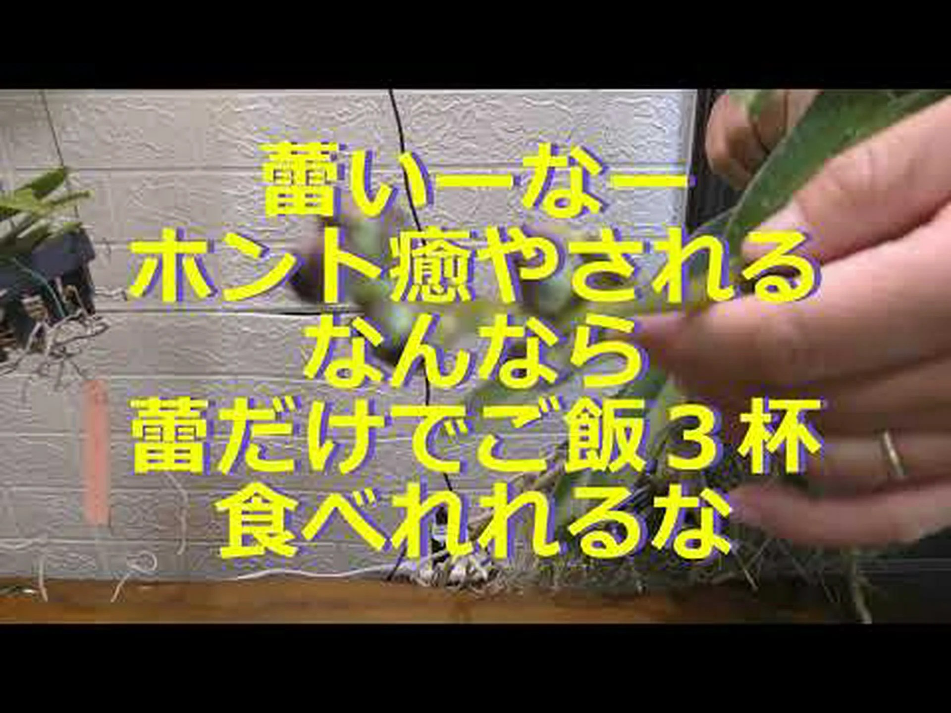 アスコセントラム アスコセントラム