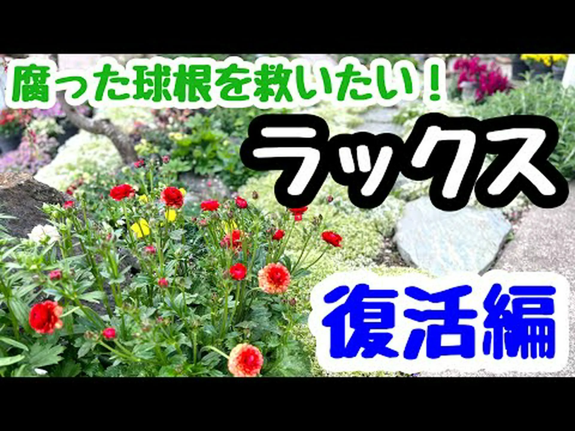 役員の羽毛、パキスタキス イエロー 役員の羽毛、パキスタキス イエロー