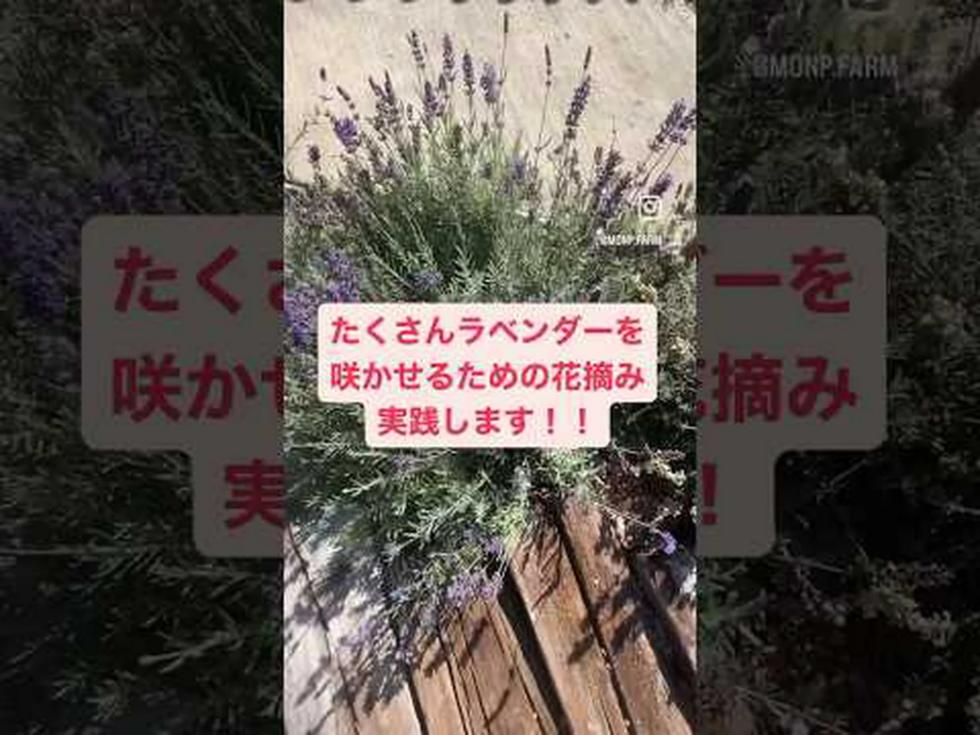 ラベンダーに関するよくある質問 ラベンダーに関するよくある質問