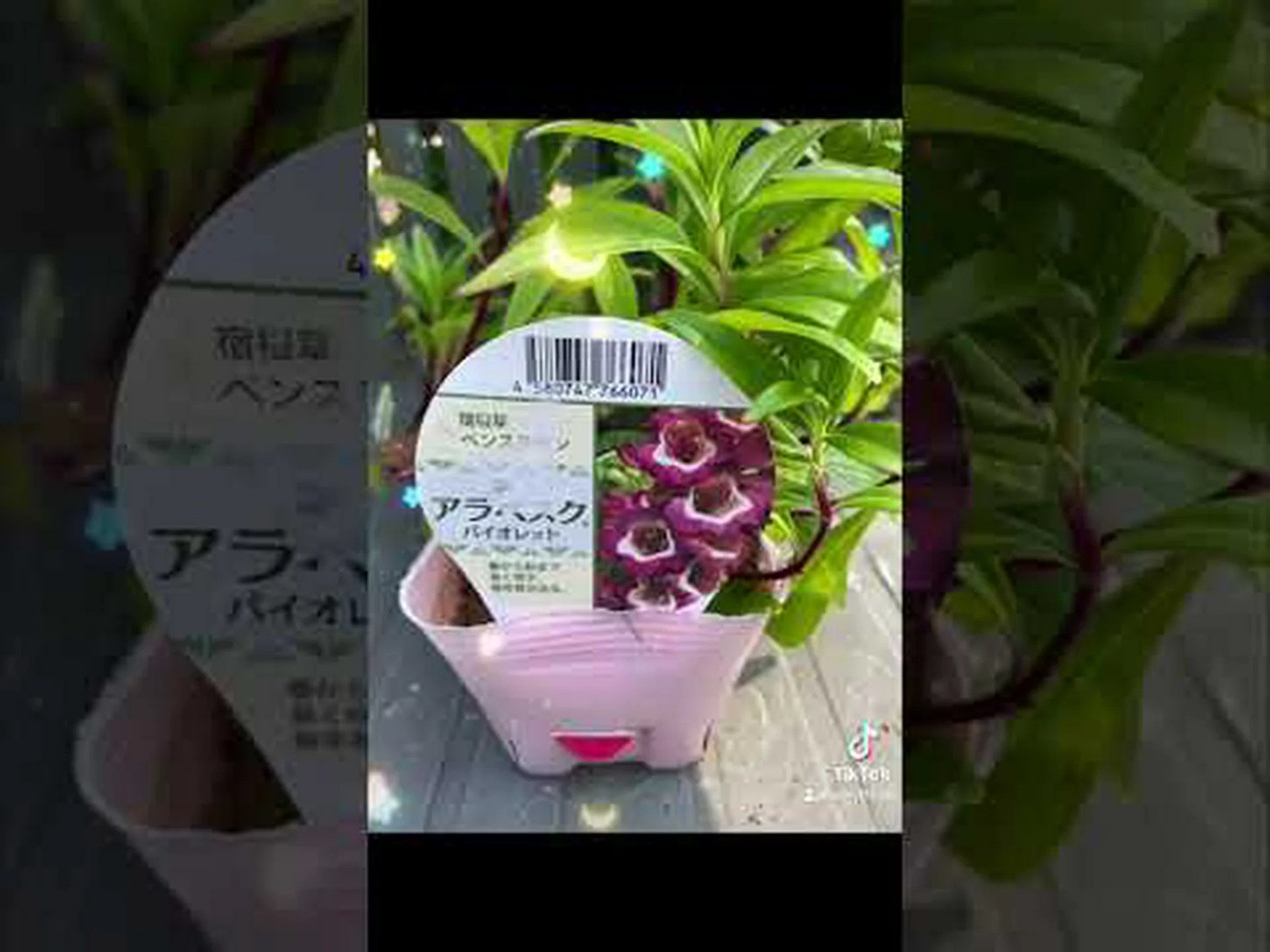 中国のリグラリア 中国のリグラリア