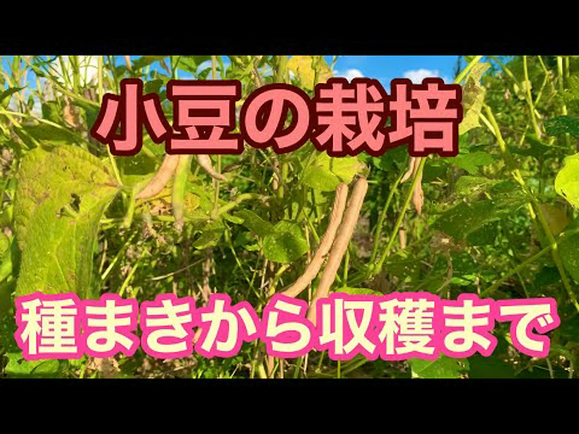 小豆の種まき方法は? 小豆の種まき方法は?
