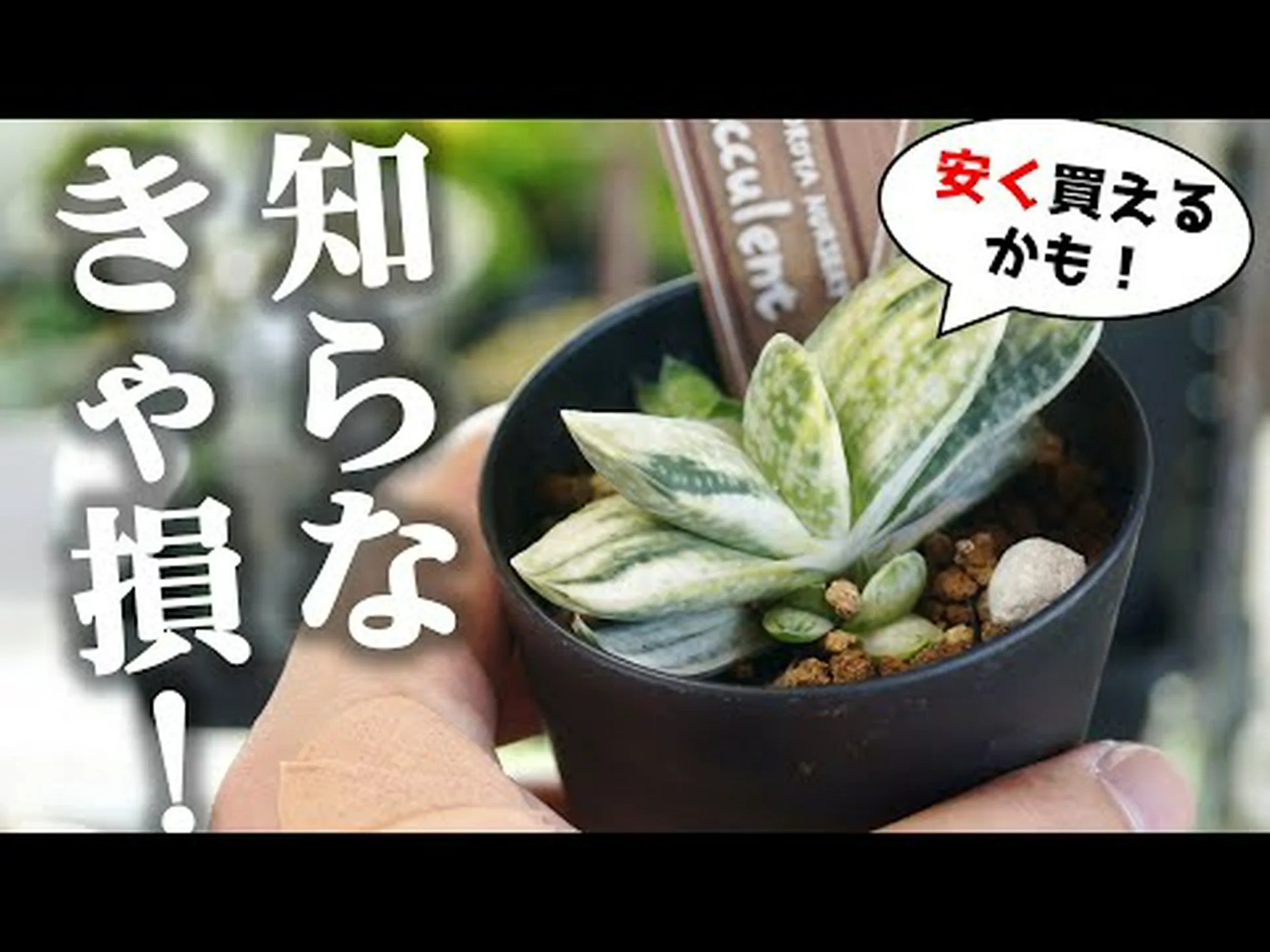 ガステリア ガステリア