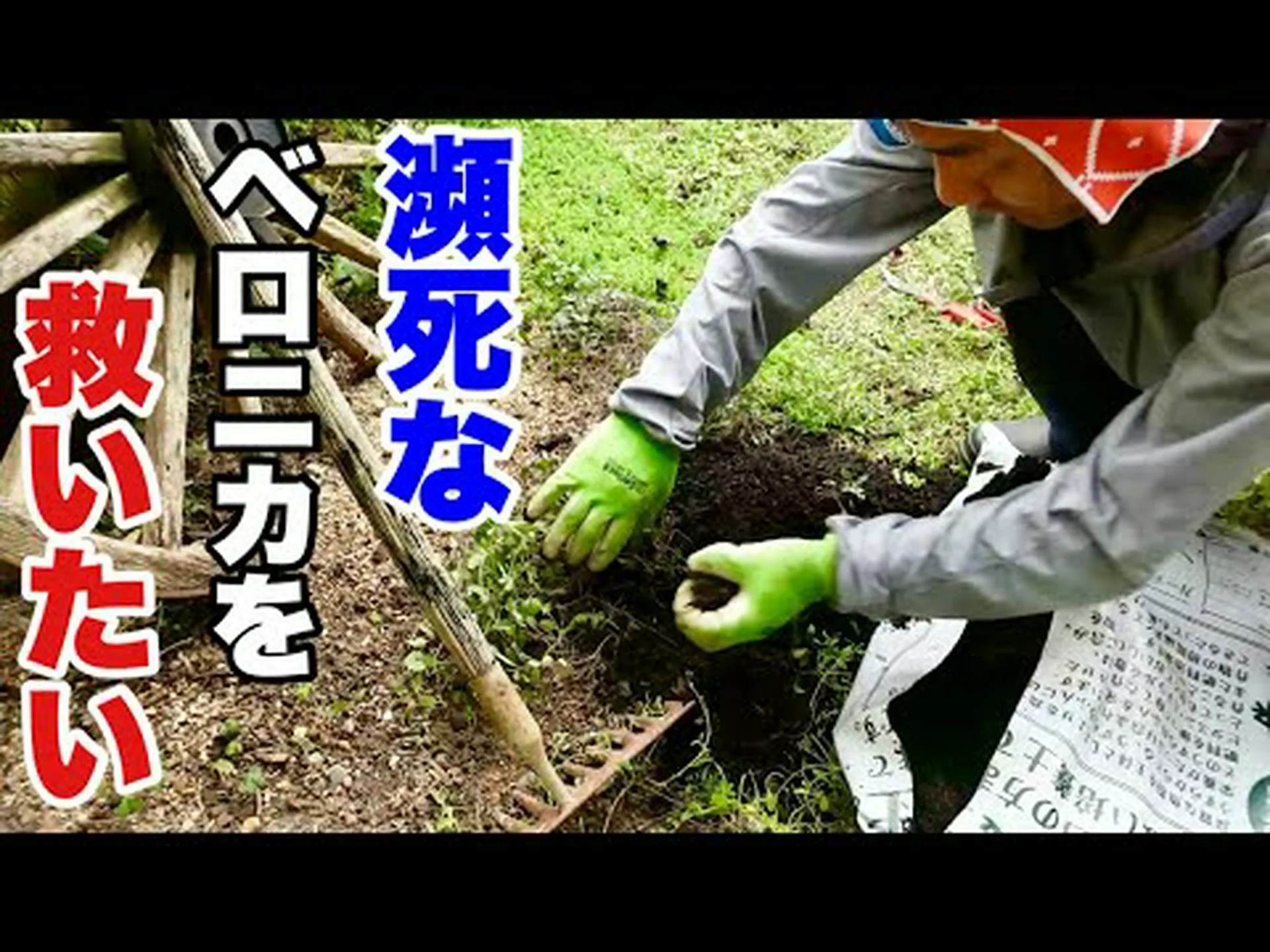 ベロニカの土下座 ベロニカの土下座