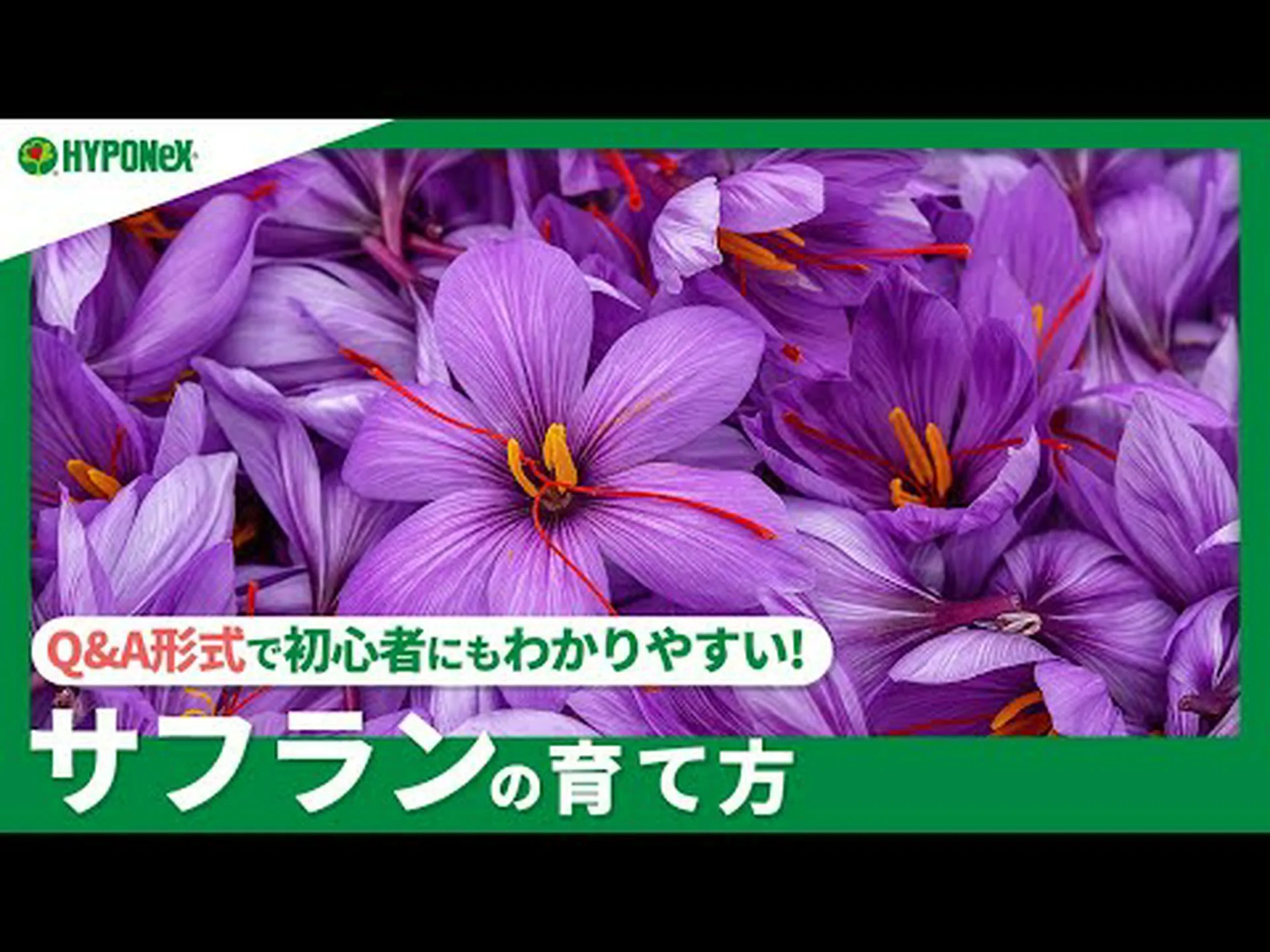 サフラン栽培 サフラン栽培