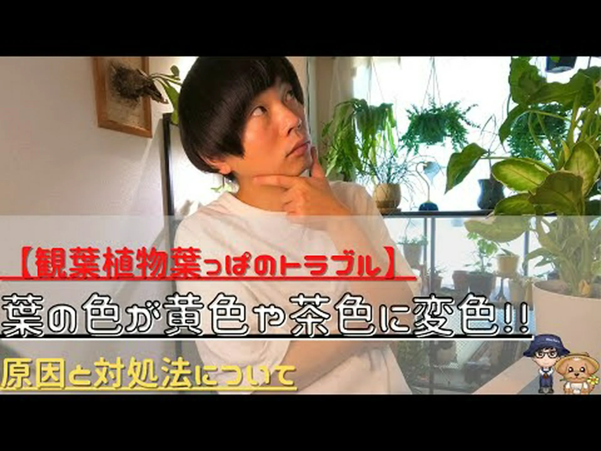 トゥジャスの茶色化 トゥジャスの茶色化