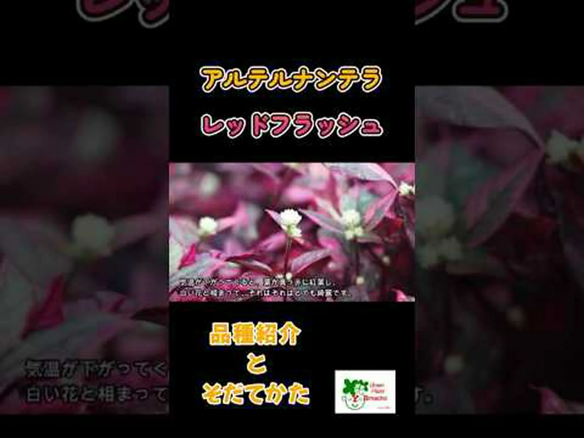 生花 生花