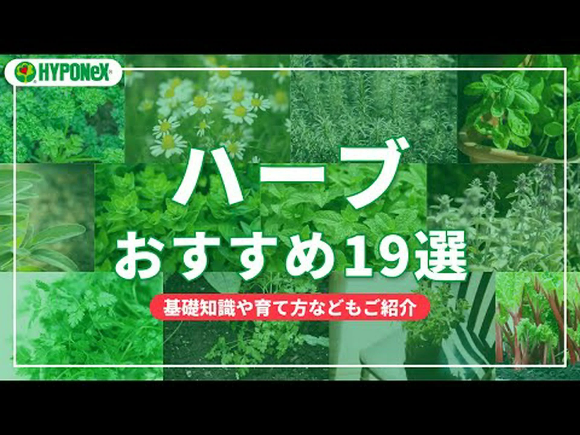 ハーブティーに適している植物はどれですか? ハーブティーに適している植物はどれですか?