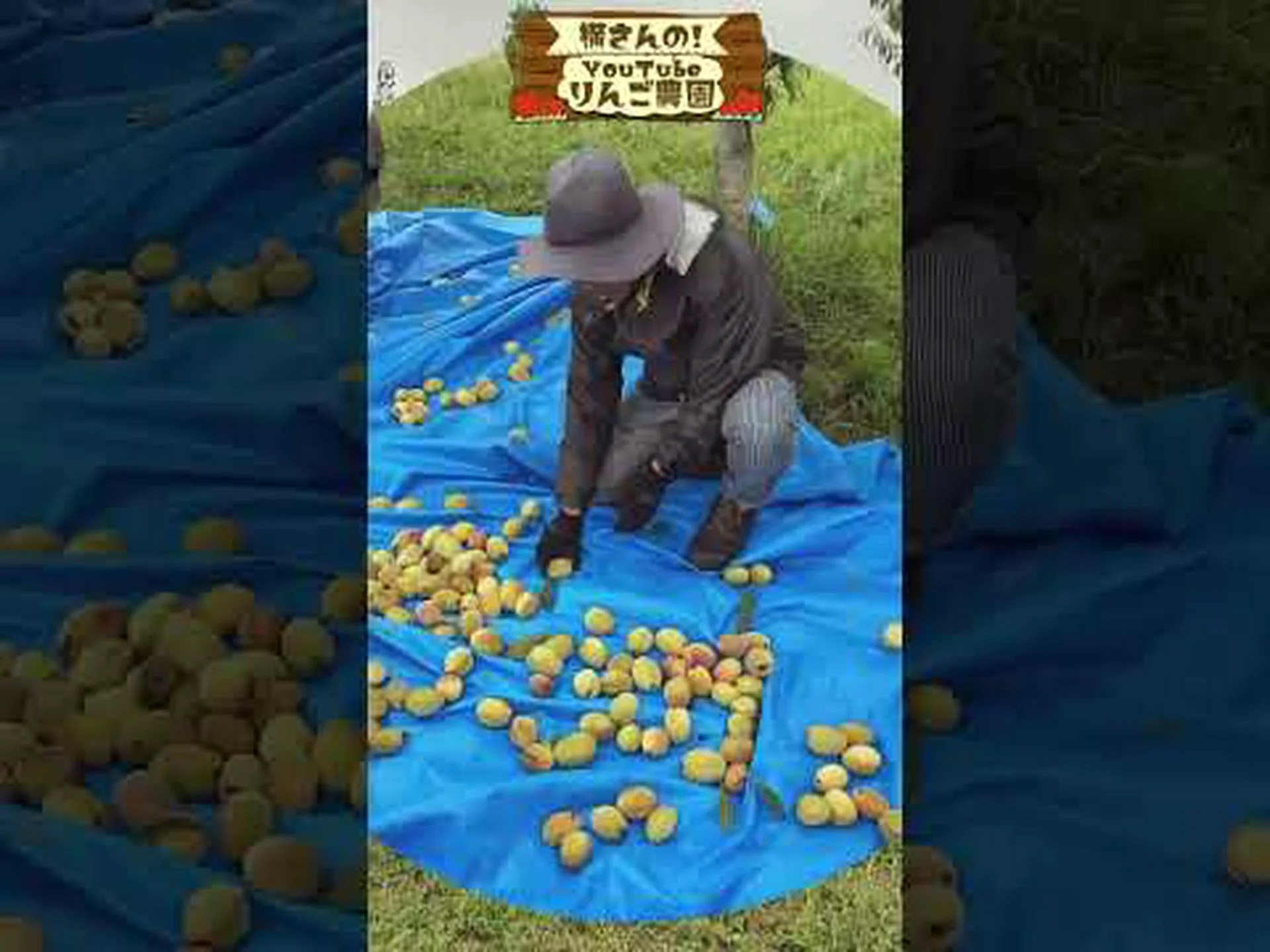 食用ナッツエッジ、アースアーモンド 食用ナッツエッジ、アースアーモンド