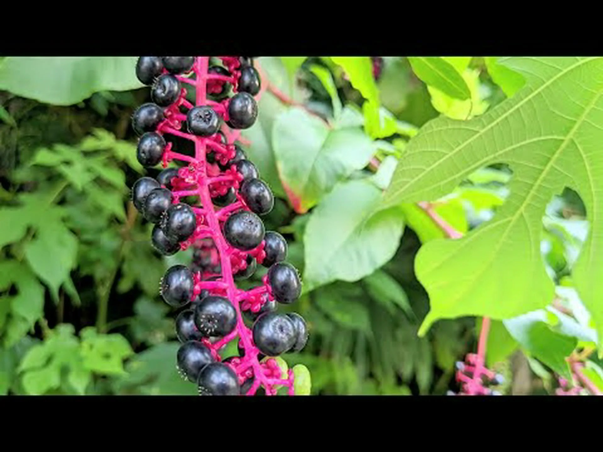 外来植物の順応 外来植物の順応