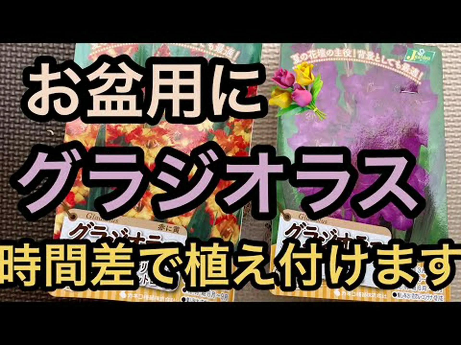 イタリアングラジオラス、ハーベストグラジオラス イタリアングラジオラス、ハーベストグラジオラス