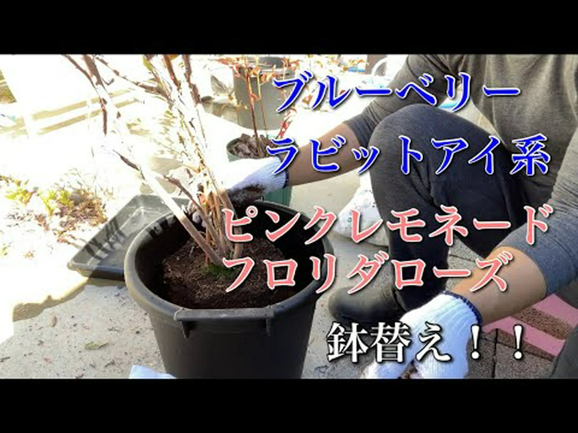 フロリダブルーベリー、ラビットアイブルーベリー フロリダブルーベリー、ラビットアイブルーベリー