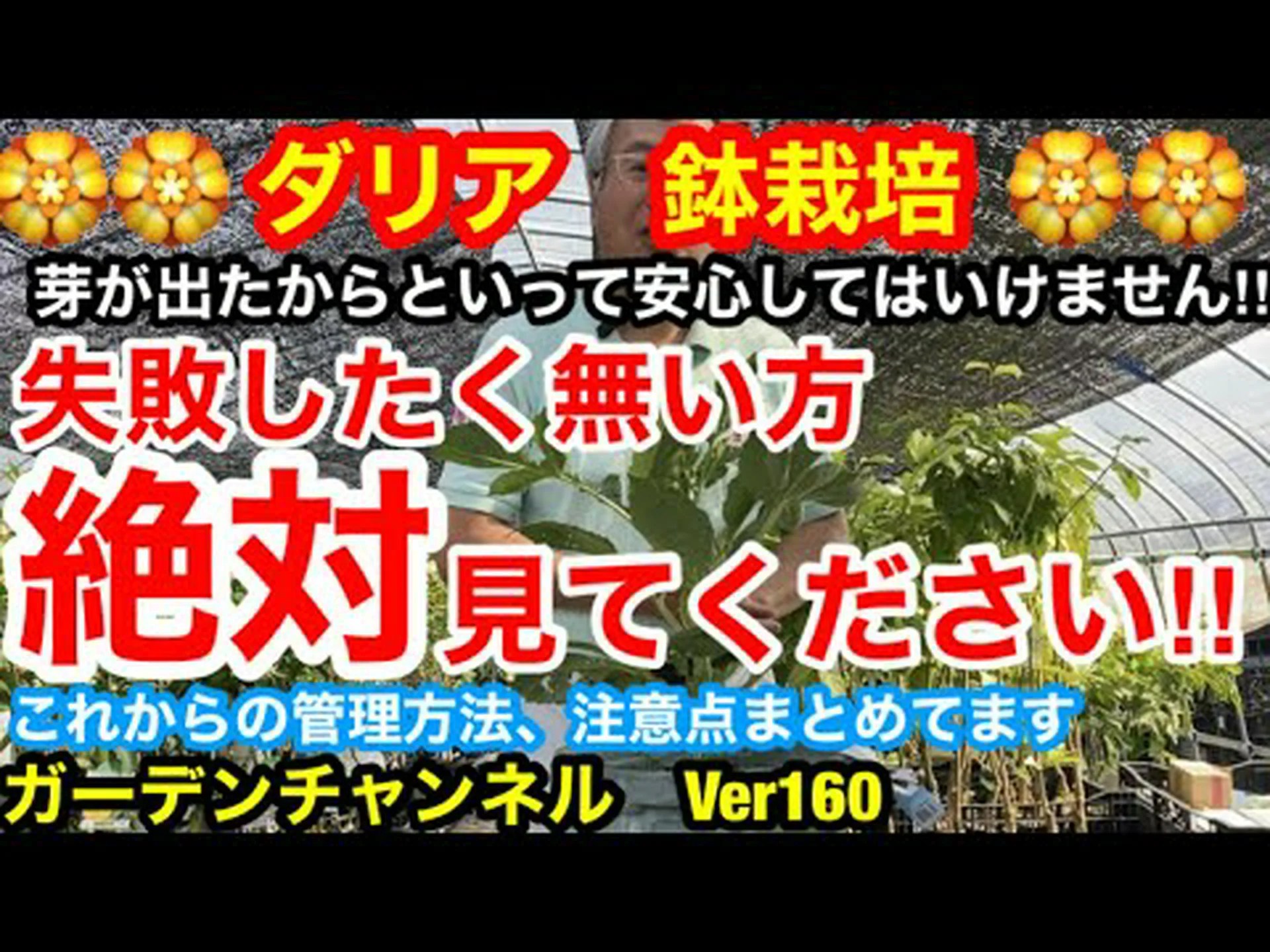 ダリアの育て方に関するご質問 ダリアの育て方に関するご質問