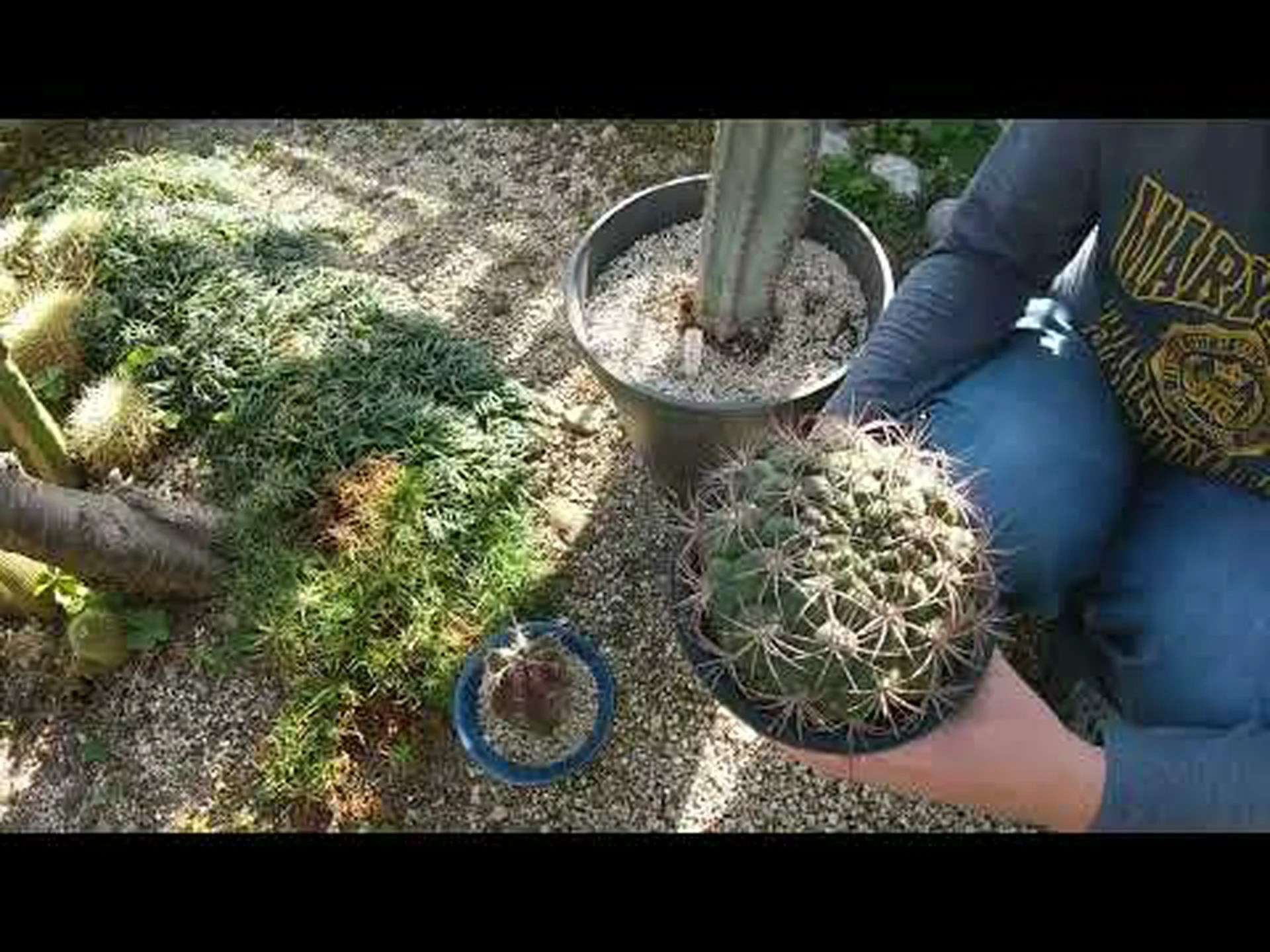 サボテンの越冬 サボテンの越冬