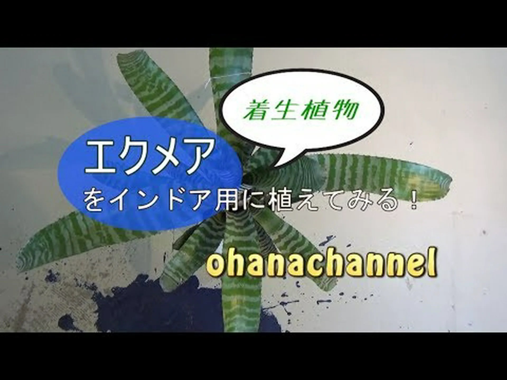エクメア デル マール エクメア デル マール