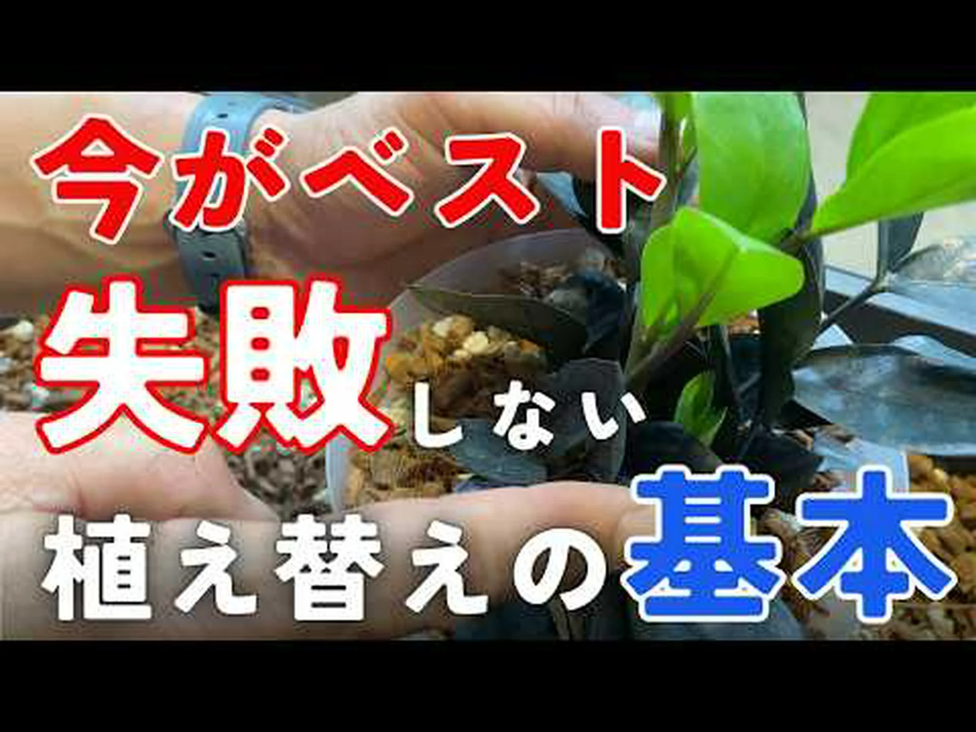 アオキツツキ アオキツツキ