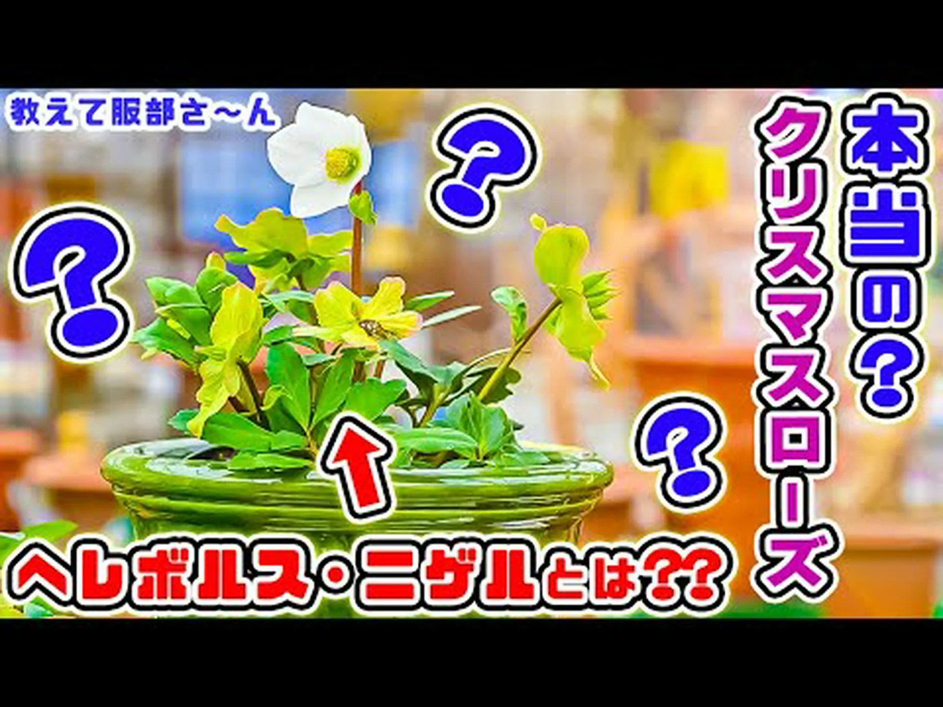 冬のトリカブト、ヘレボリン 冬のトリカブト、ヘレボリン