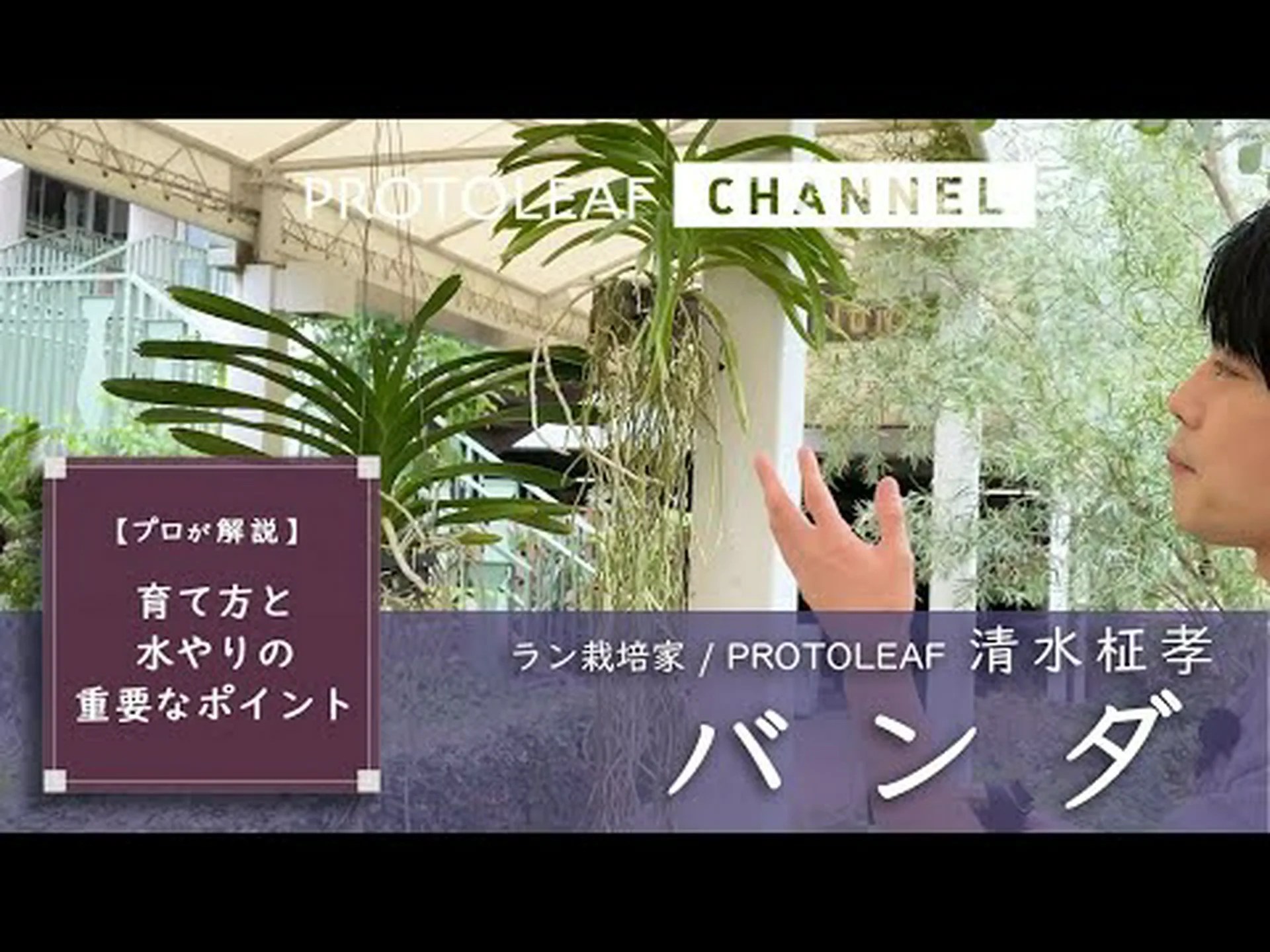 ヴァンダ ヴァンダ