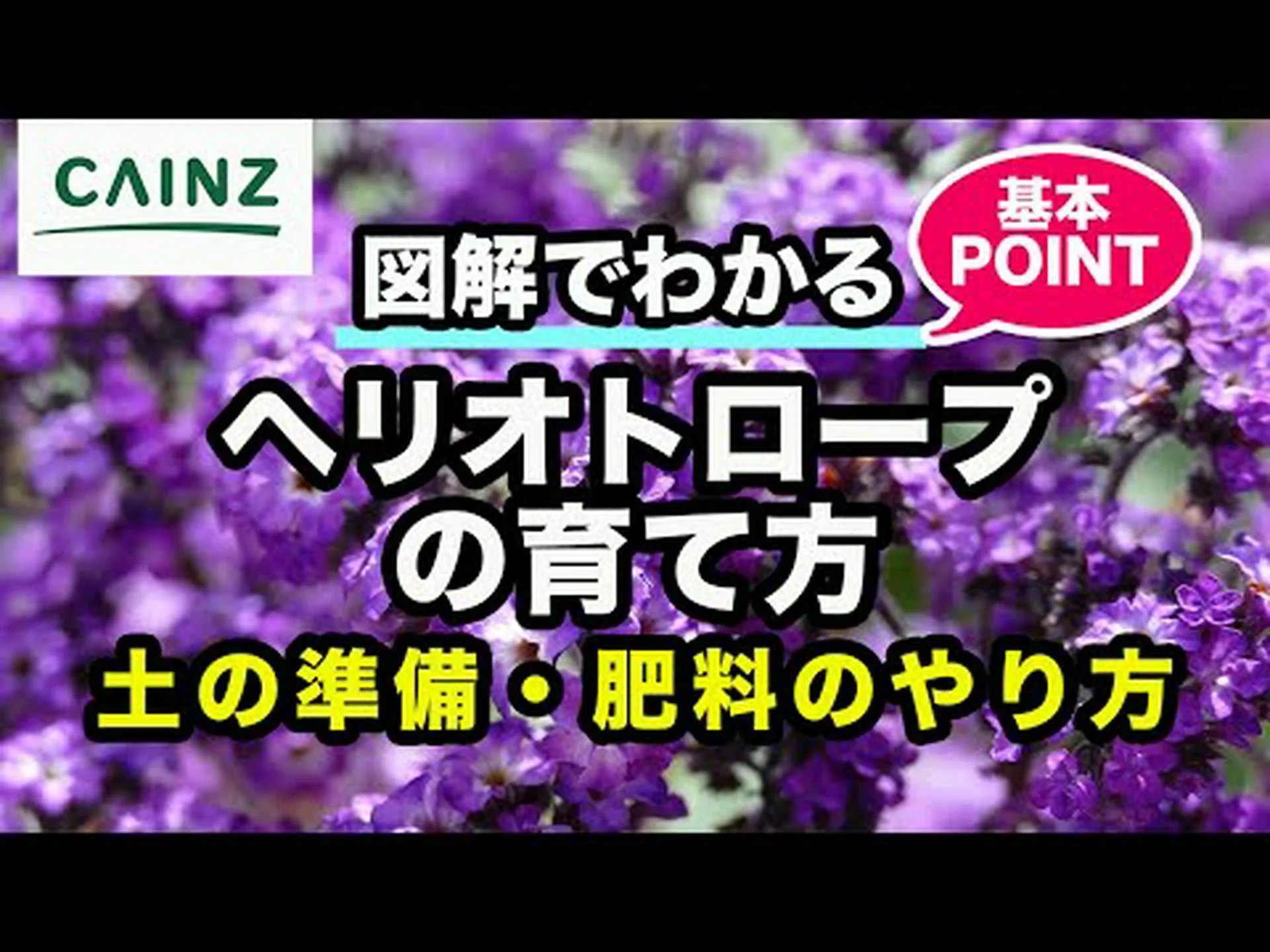 ペルー産ヘリオトロープ ペルー産ヘリオトロープ